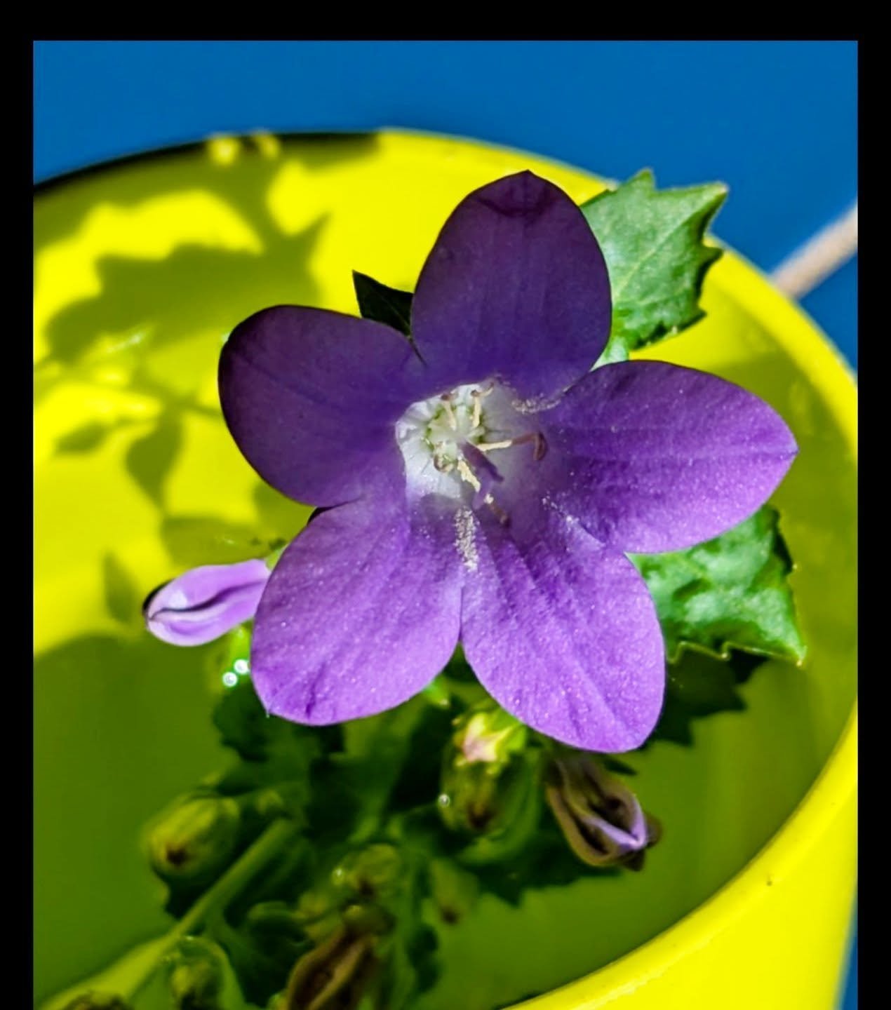 This tiny little flower makes a welcome return to 20 High Street every May and again later in autumn. It's only about two centimeters wide but is abundant and it thrives in the lime grouted garden wall.
Colourful, ain't it!
Photo © Pád