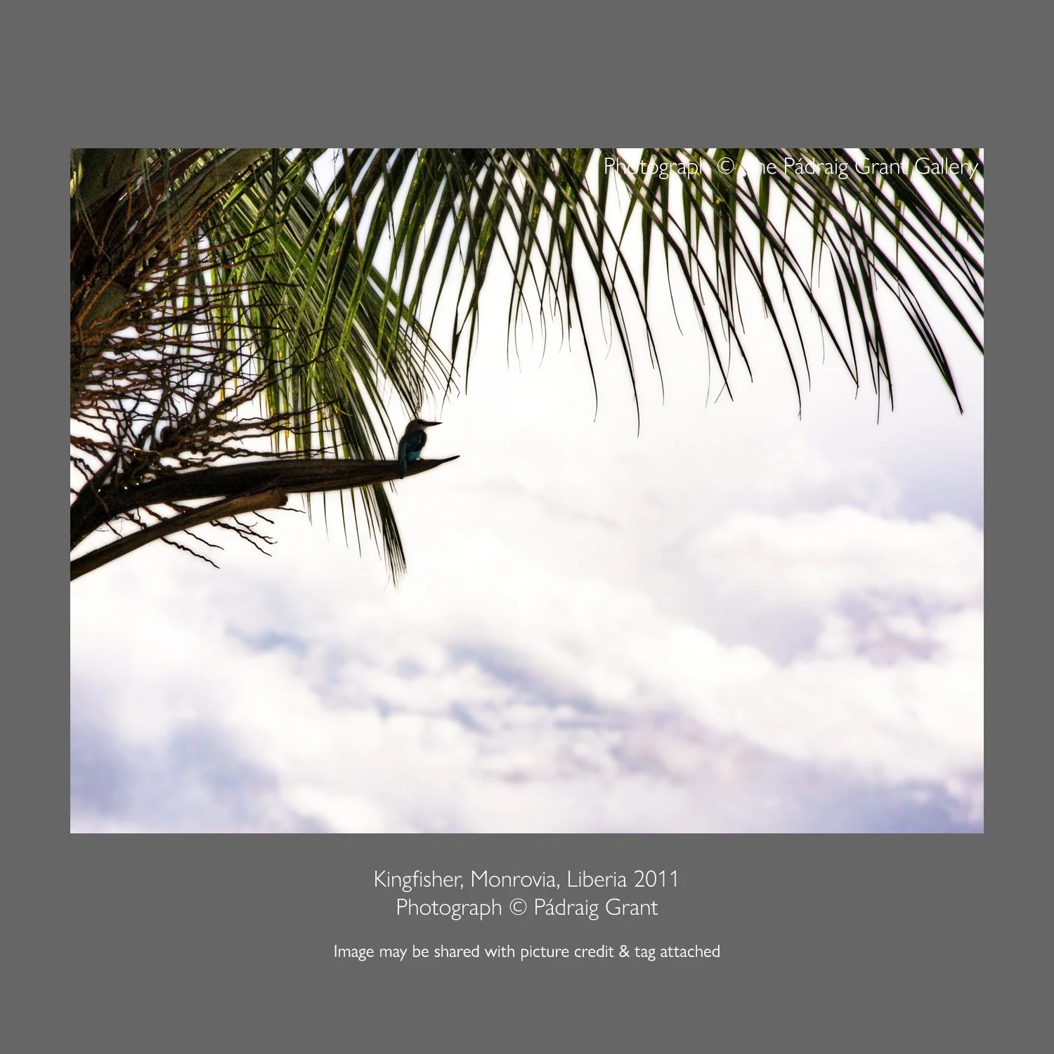 Kingfisher, Liberia
2011

Image may be shared if credit &amp; tag is attached:
Photograph &copy; P&aacute;draig Grant

#padraiggrantsworld