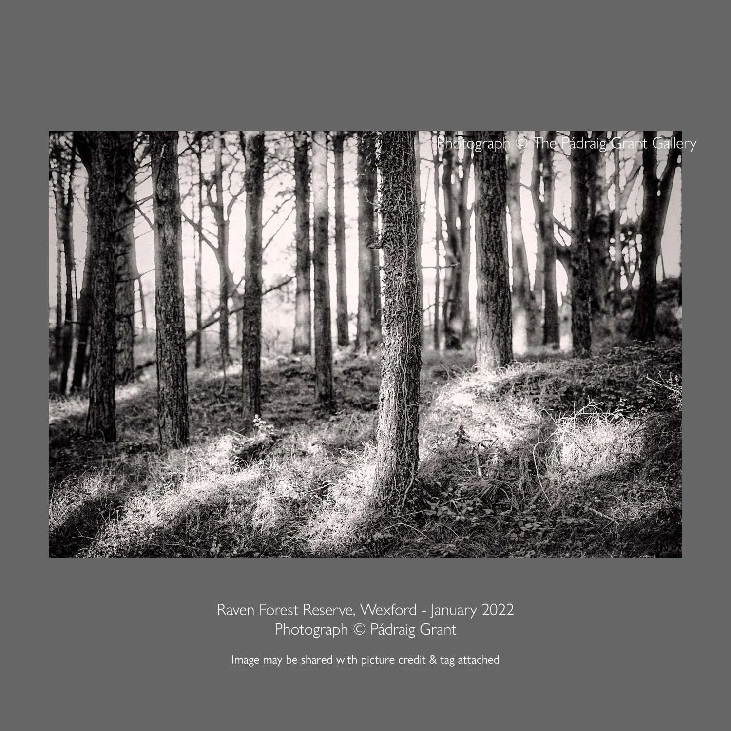 Raven Forest Reserve, Wexford
January 2022
Photograph &copy; P&aacute;draig Grant

Image may be shared with picture credit &amp; tag attached