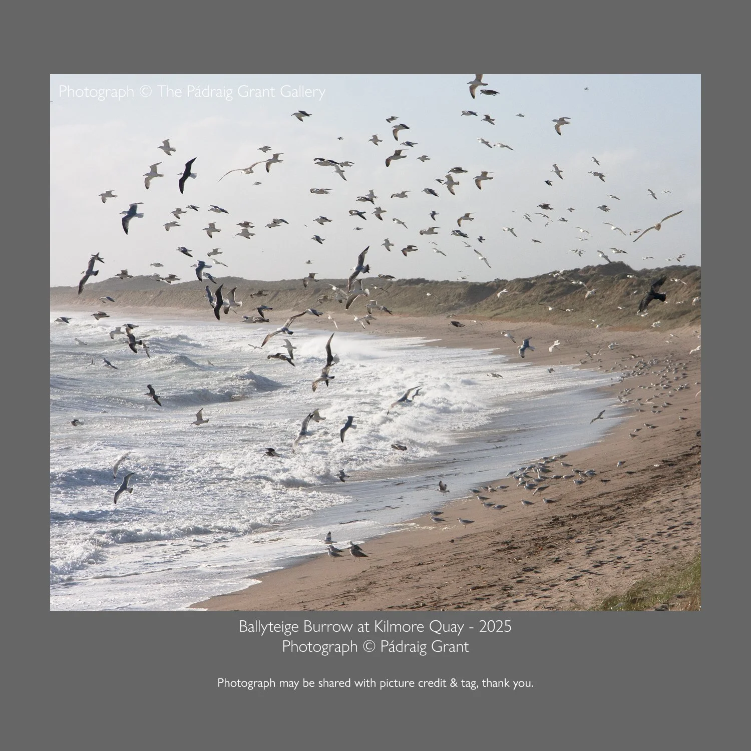 Birds over Ballyteige Burrow at Kilmore Quay