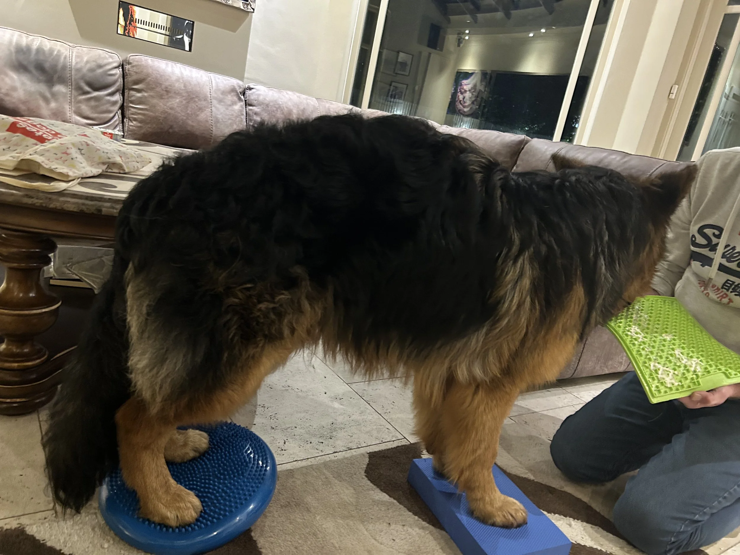 German shepherd having veterinary physiotherapy treatment using wobble cushions for remedial exercise