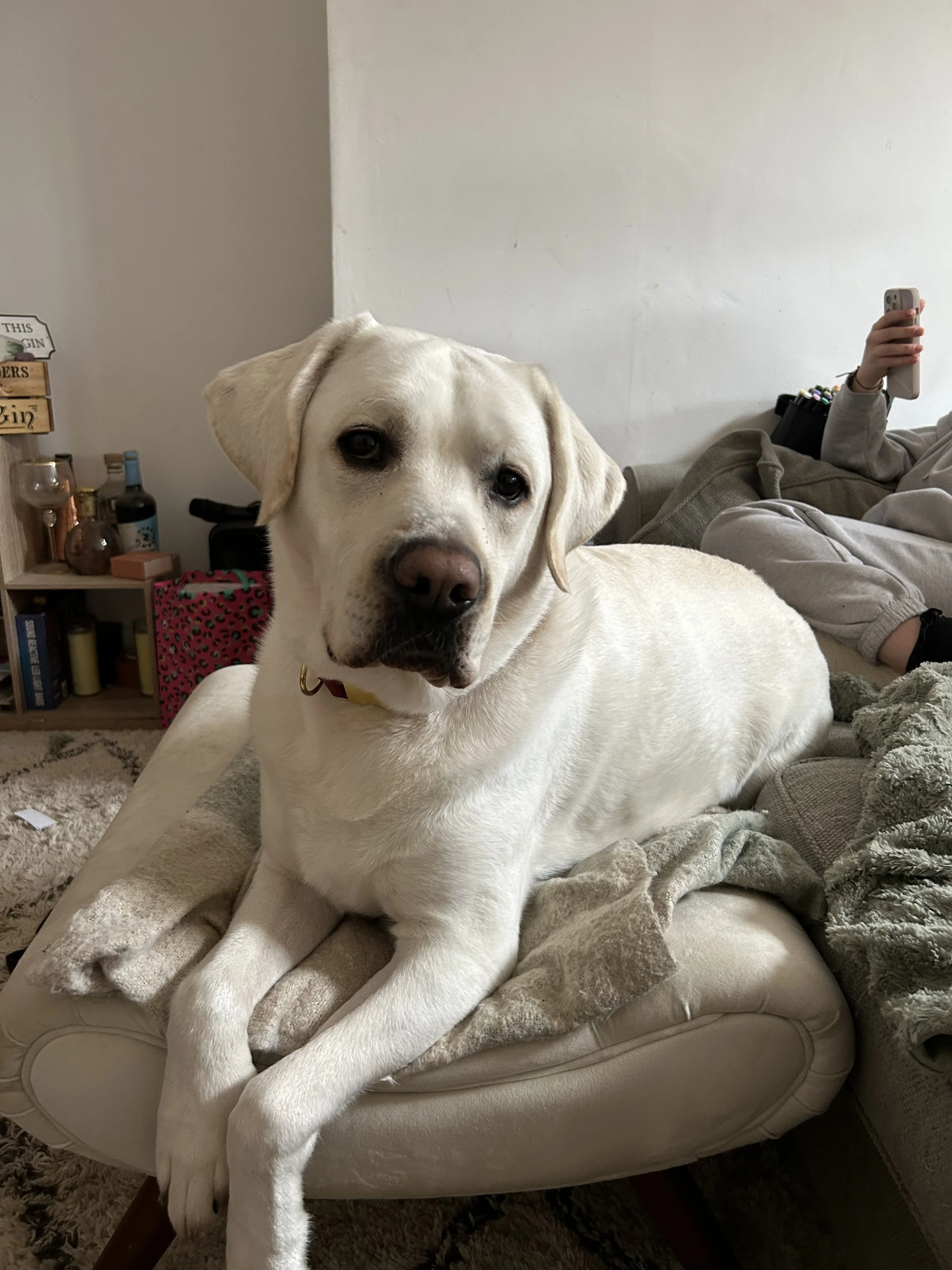 white labrador retriever after veterinary physiotherapy treatment