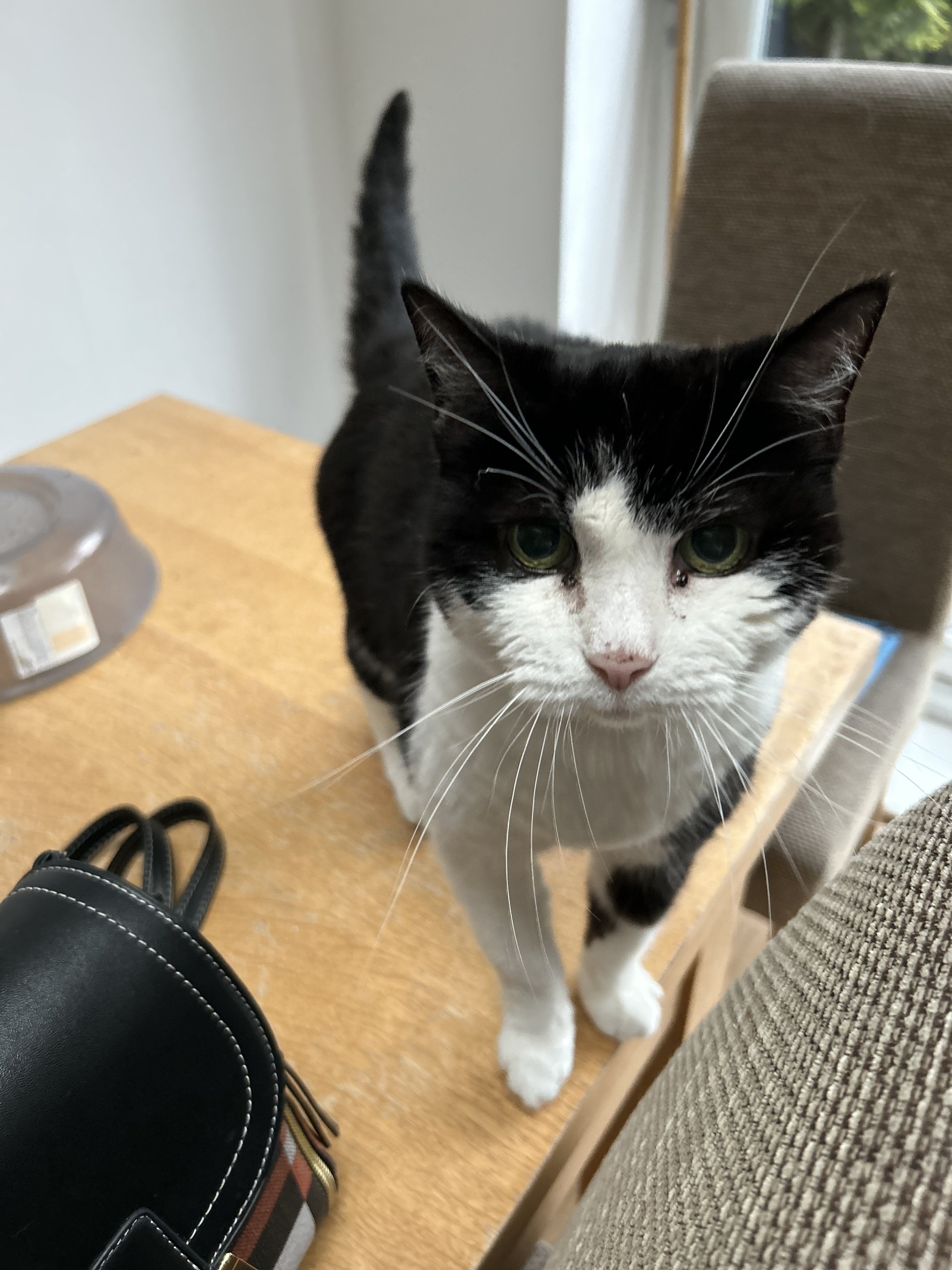 domestic shorthair cat after receiving veterinary physiotherapy treatment