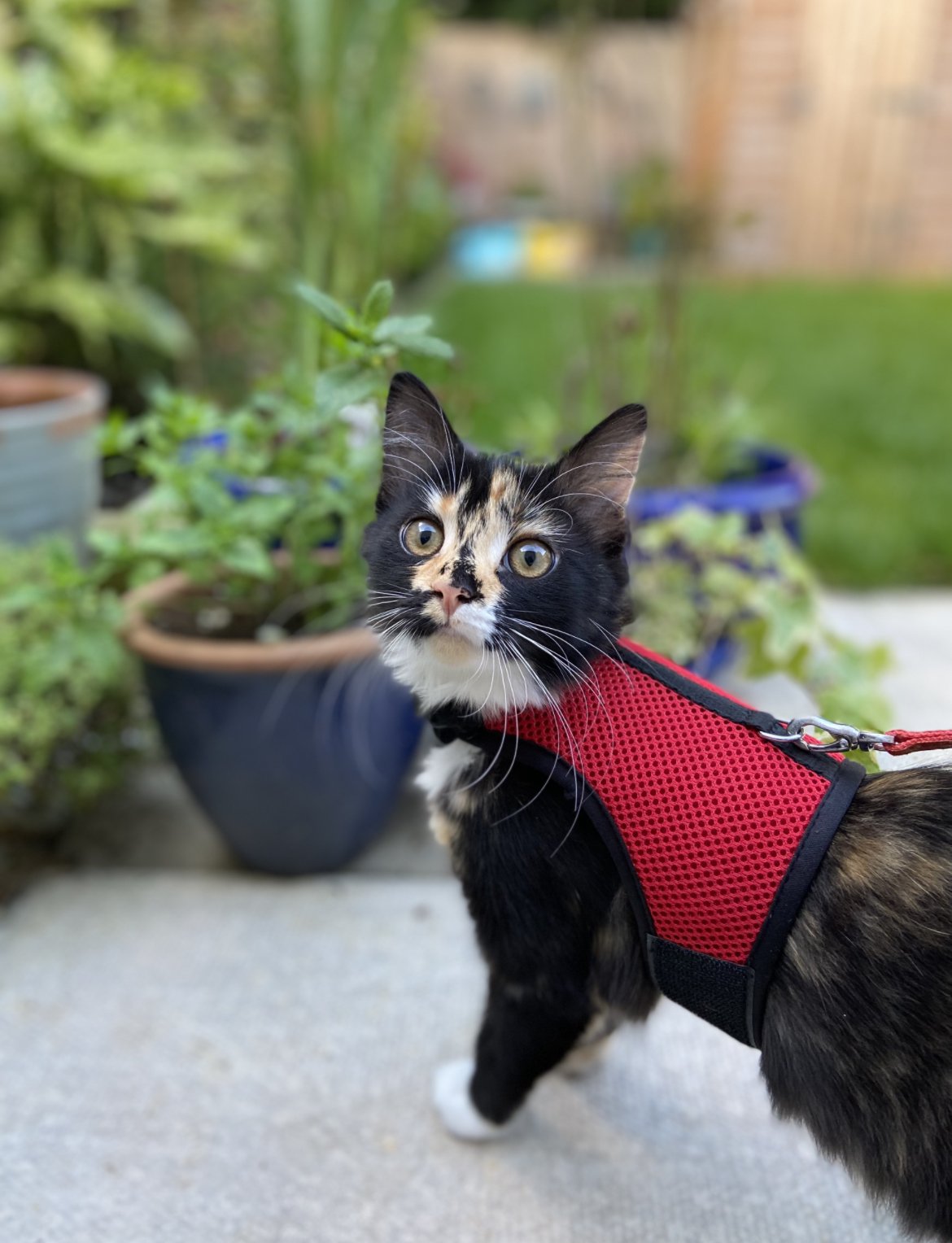 cat after veterinary physiotherapy treatment