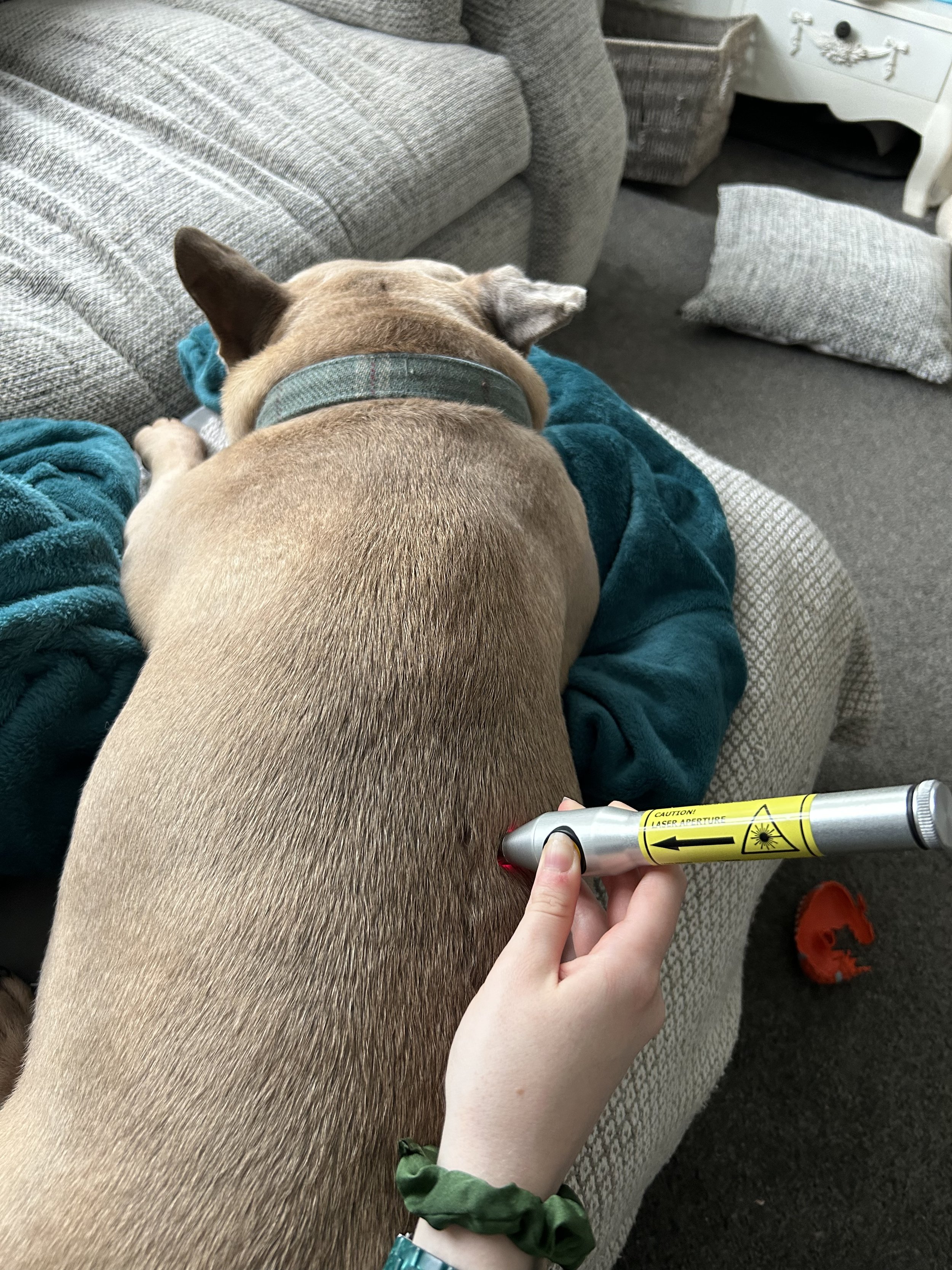 french bulldog with ivdd receiving veterinary physiotherapy treatment