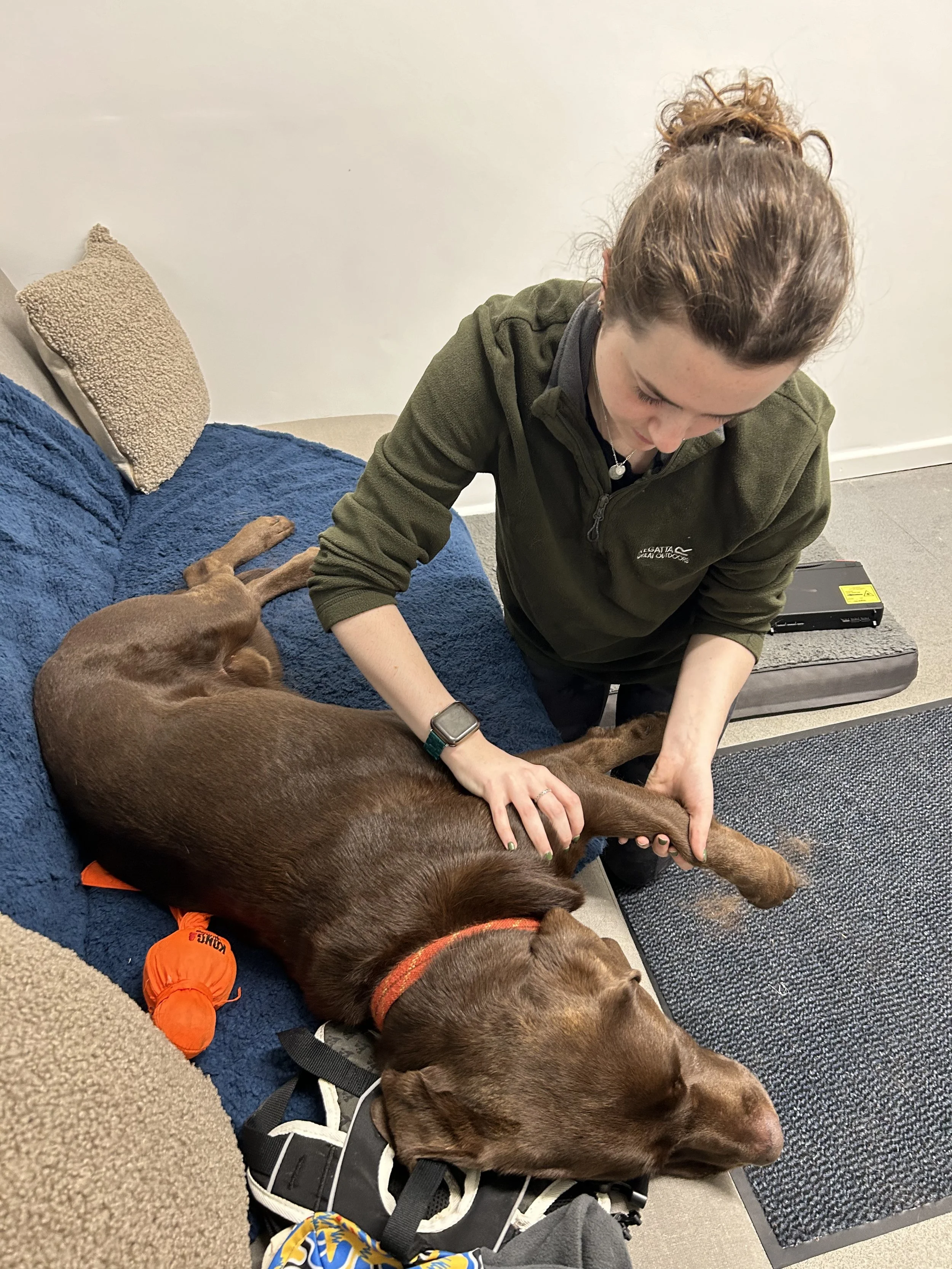 chocolate Labrador retriever receiving laser therapy treatment for canine arthritis from veterinary physiotherapist