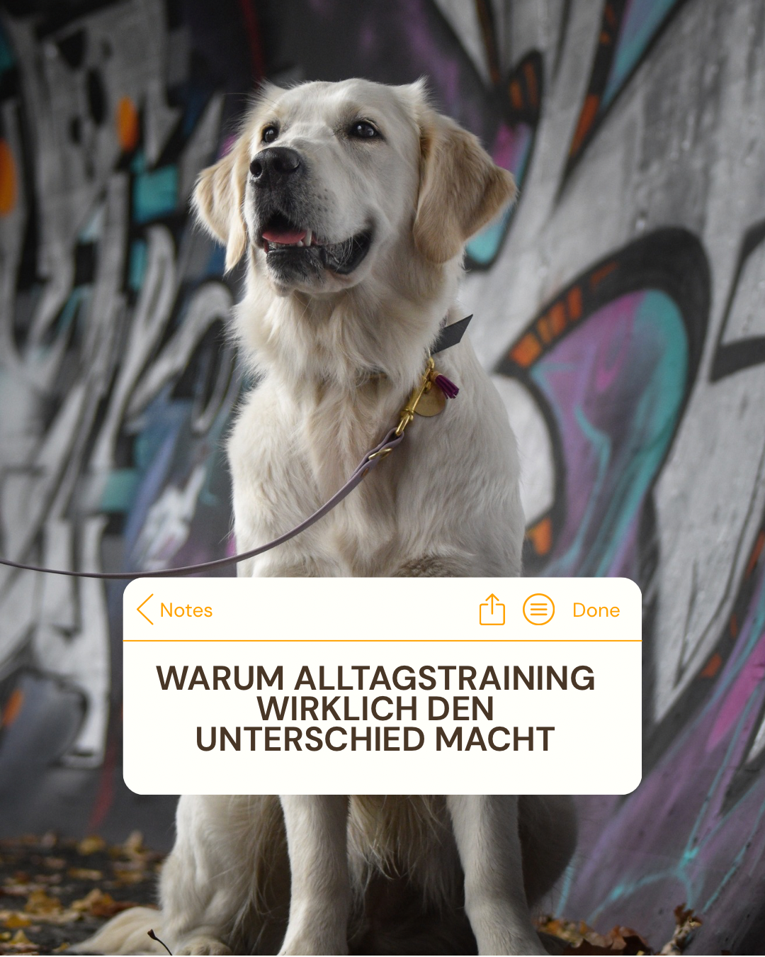 Mobiles Hunde-training oder Training am Hundeplatz – was ist sinnvoller?