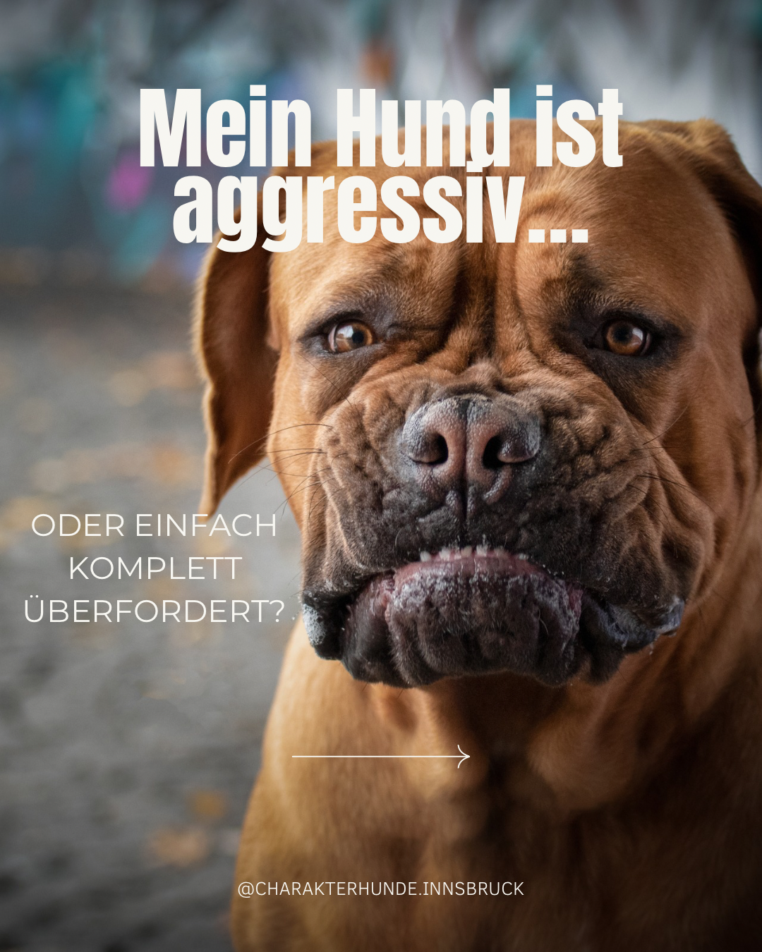 „Mein Hund ist aggressiv…“ …oder reagiert er aus Überforderung?