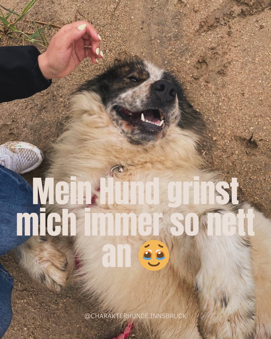 „Mein Hund grinst mich immer an 😄“