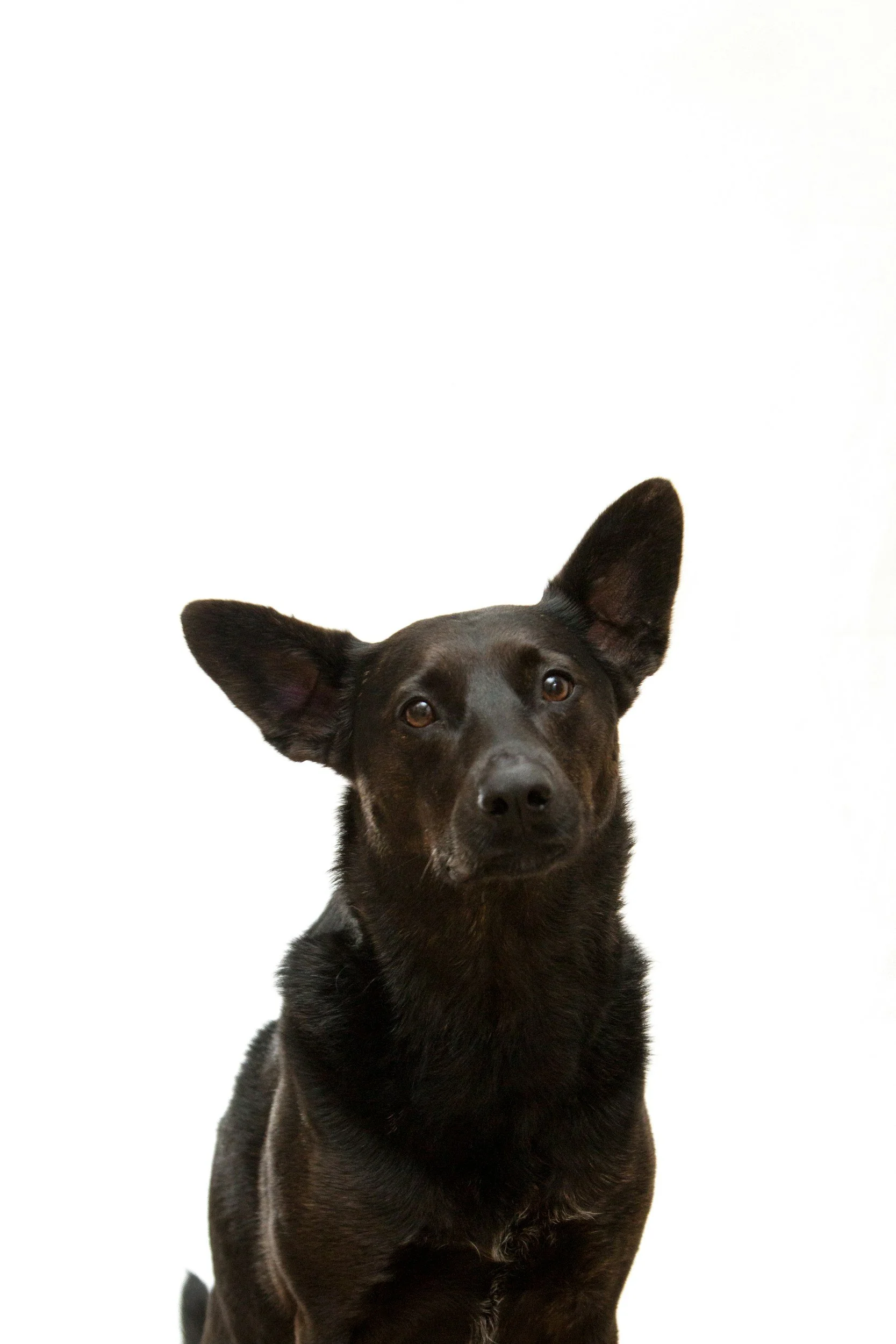 Schwarzer Hund mit großen Ohren und braunen Augen vor weißem Hintergrund.