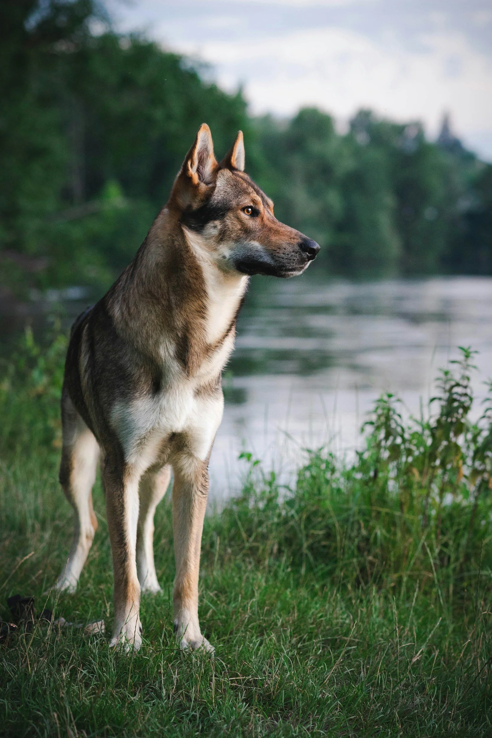 Ein Hund steht am Flussufer, blickt in die Ferne, umgeben von Grünland und Bäumen bei bewölktem Himmel.