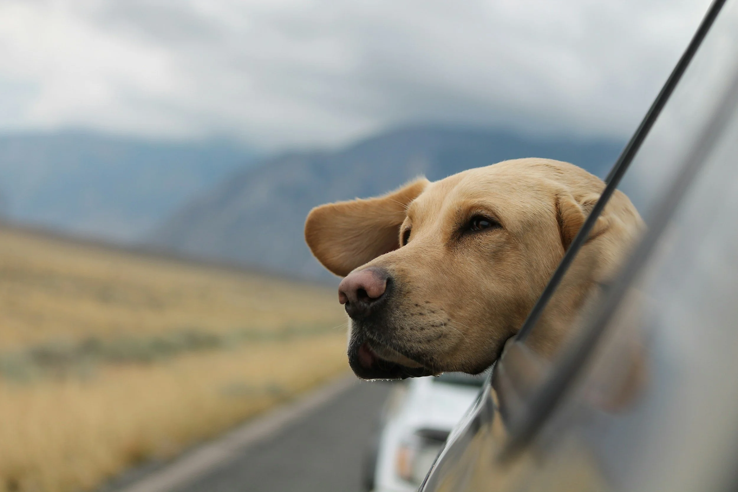 Nahaufnahme eines Hundes, der aus einem Zeltfenster blickt, bei bedecktem Himmel und offener Landschaft im Hintergrund.