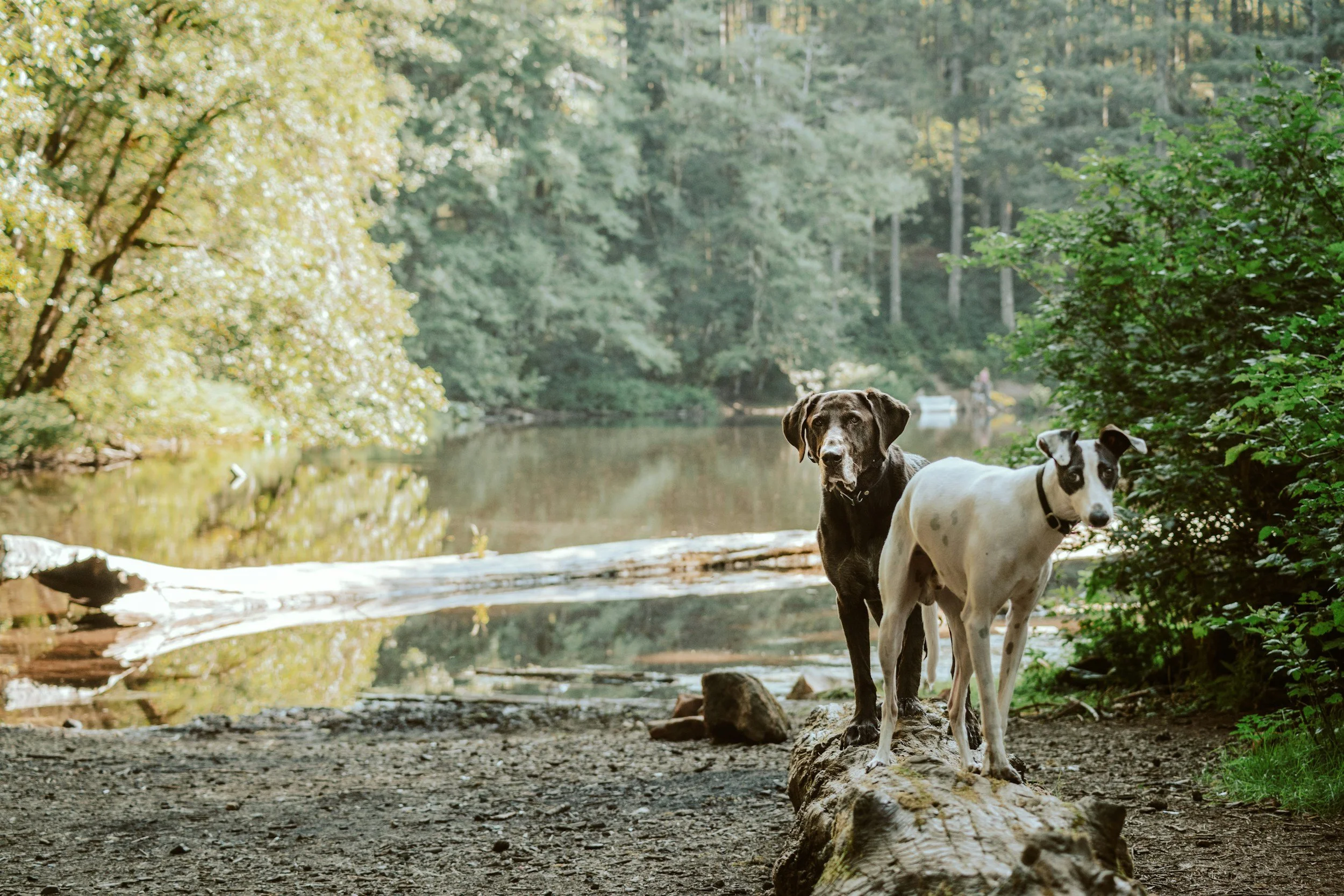 Zwei Hunde stehen am Ufer eines kleinen Flusses in einem Wald, umgeben von grünen Bäumen, bei Sonnenlicht.