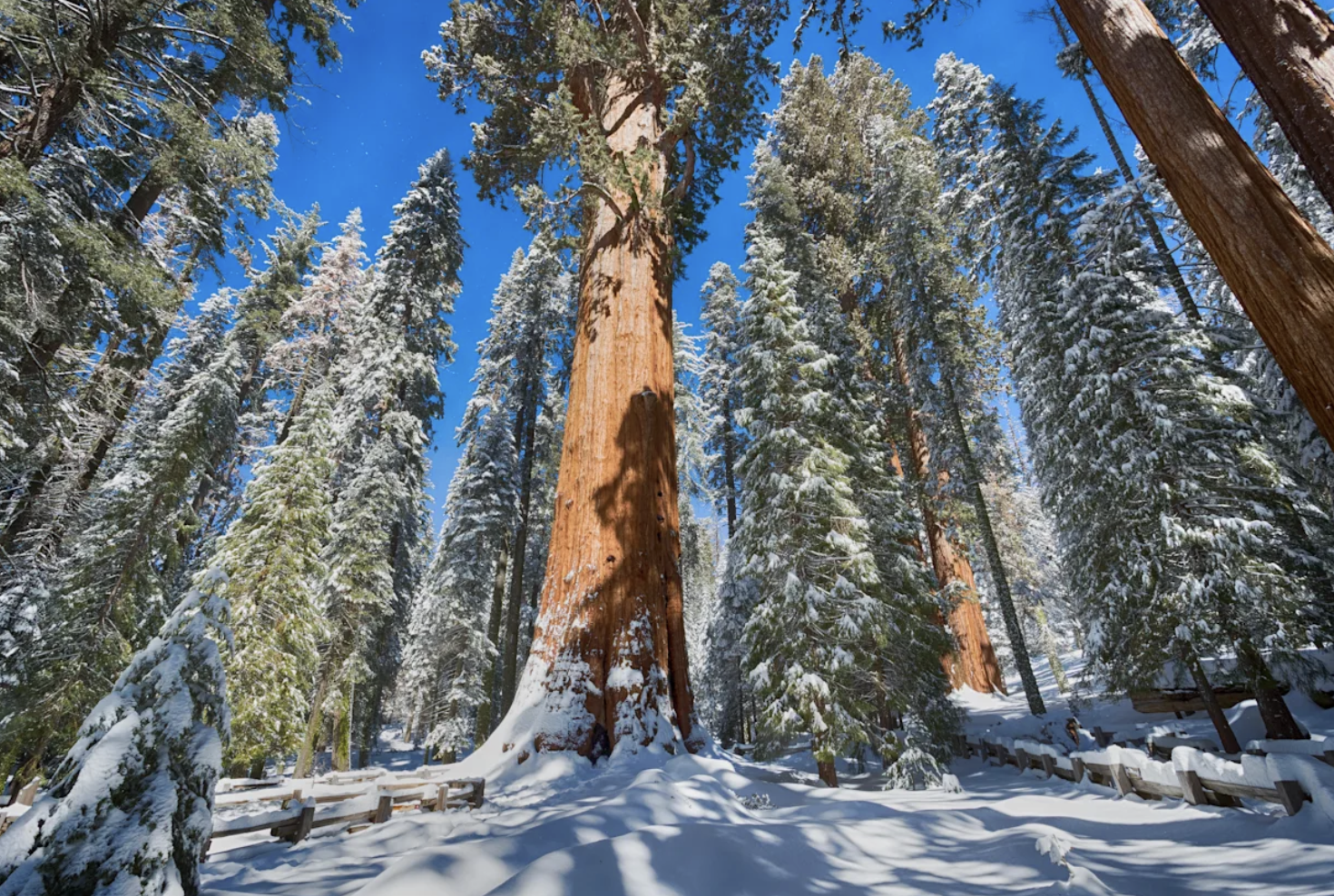 Counting birds beneath the giants: Sequoia’s Christmas tradition