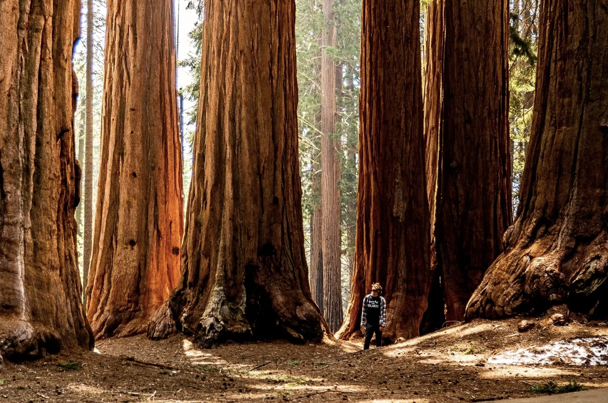 10 epic photos of the most monumental trees on Earth