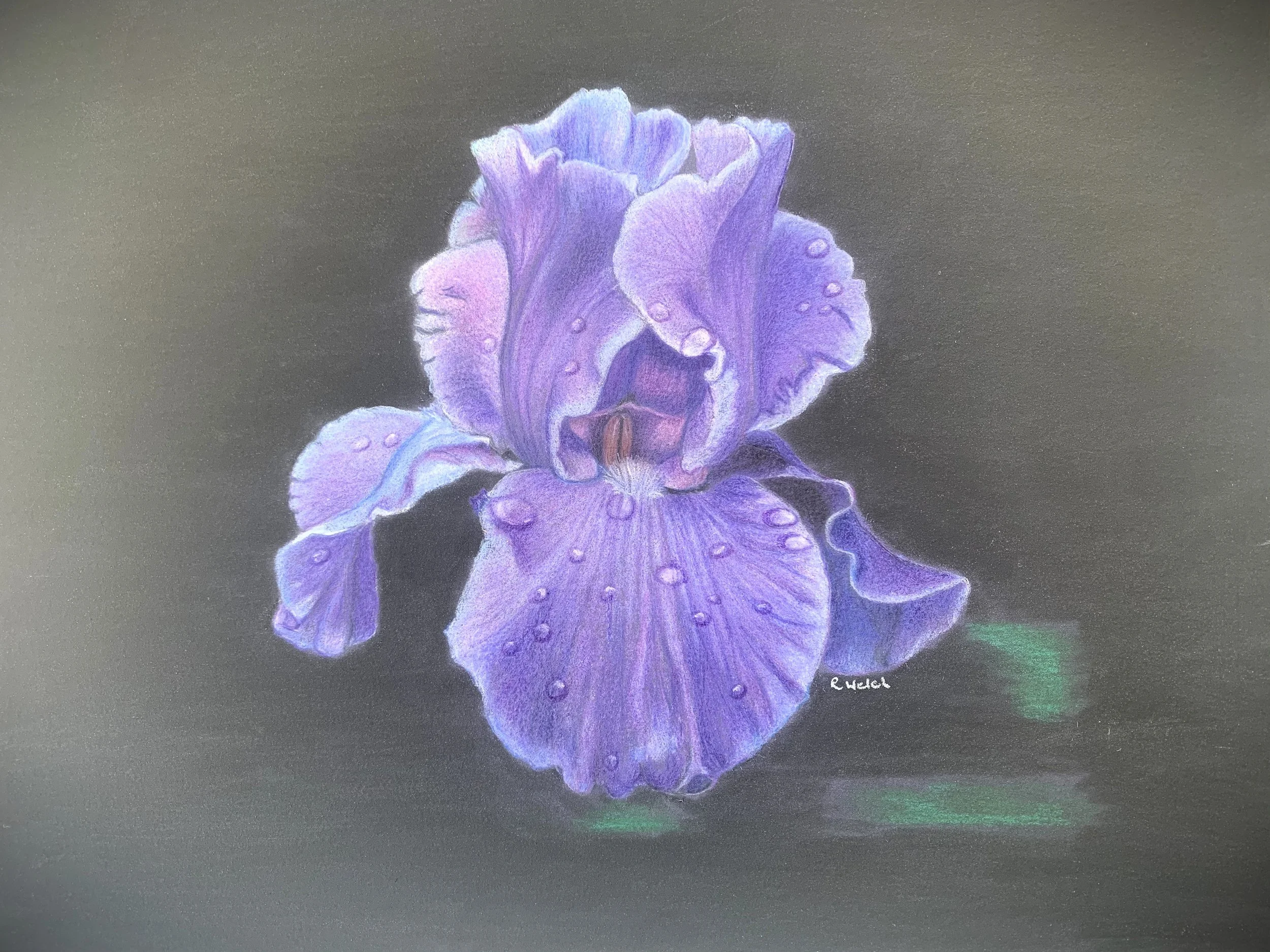 Ruth Welch - Iris, Pastel 40x33 $200.jpeg