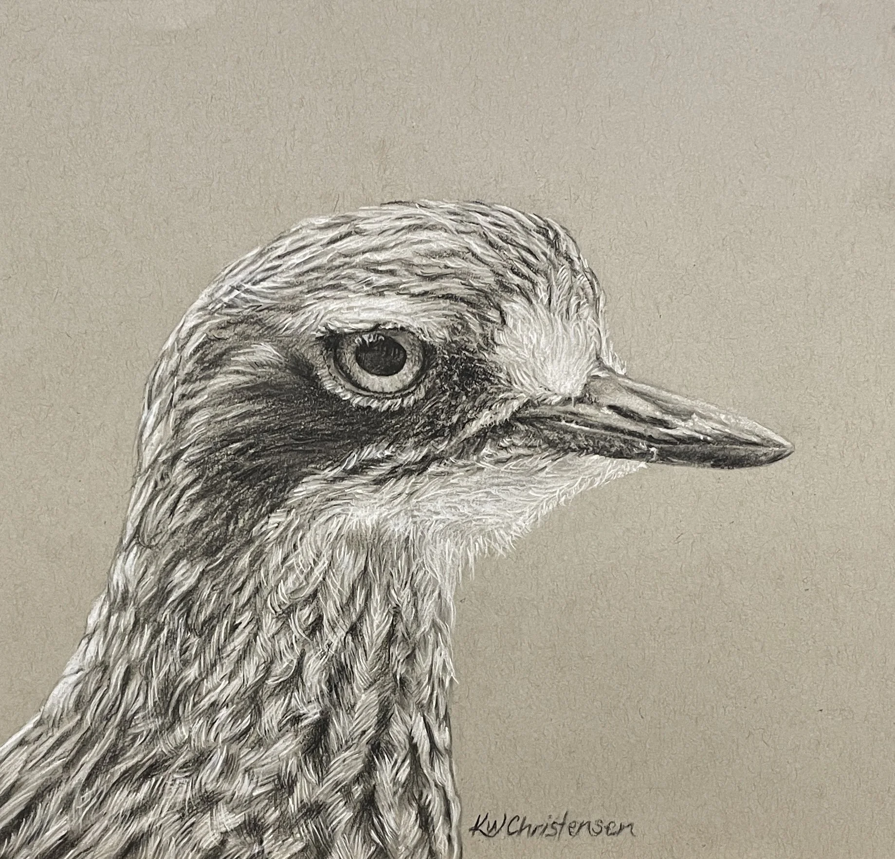  Curious Curlew ,
Katryn Christensen 
Charcoal, 
36x36 cm, framed  
Price: $220