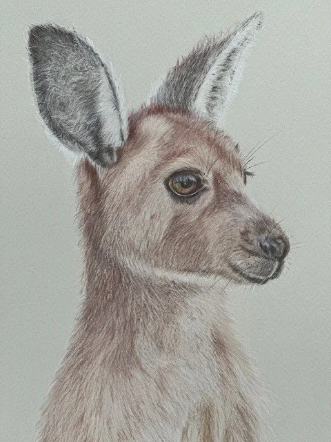  Joey ,
Amanda Hill 
Colour Pencil, 41x32 cm 
Price: $300