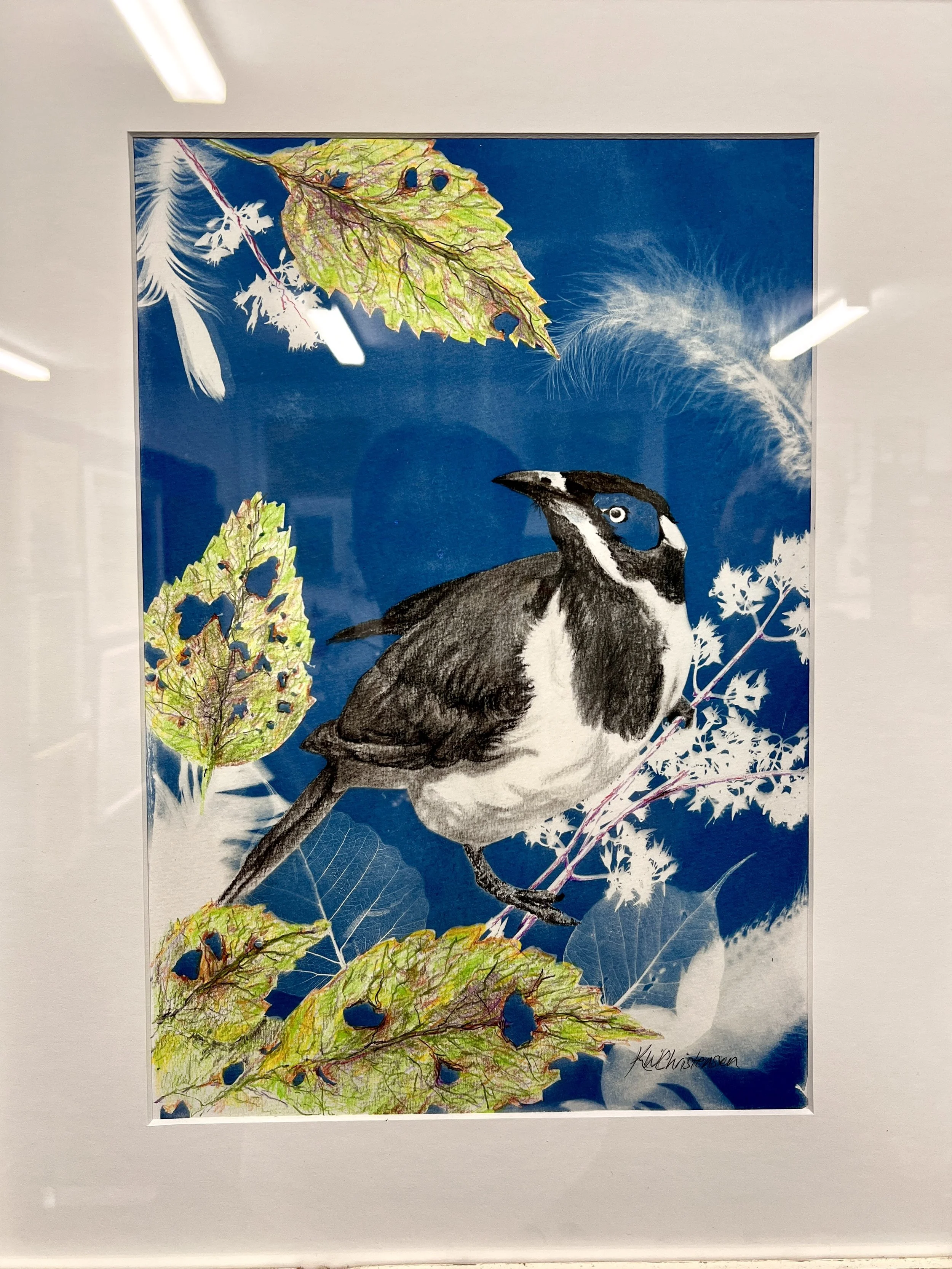  Blue Eyed Honey Eater ,
Katryn Christensen 
Cyanotype, Charcoal, 
56x46 cm, framed  
Price: $250