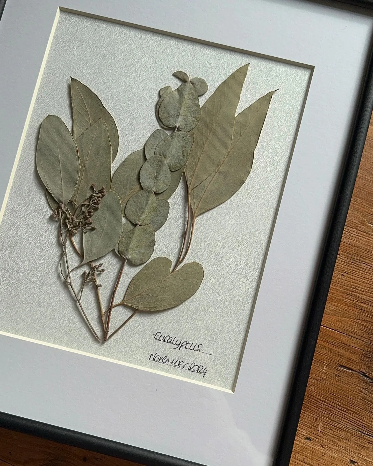 Pressed eucalyptus framed 🌿🌱 

#pressedflower #pressedflowerart #pressedeucalyptus #eucalyptus #pressedflorals