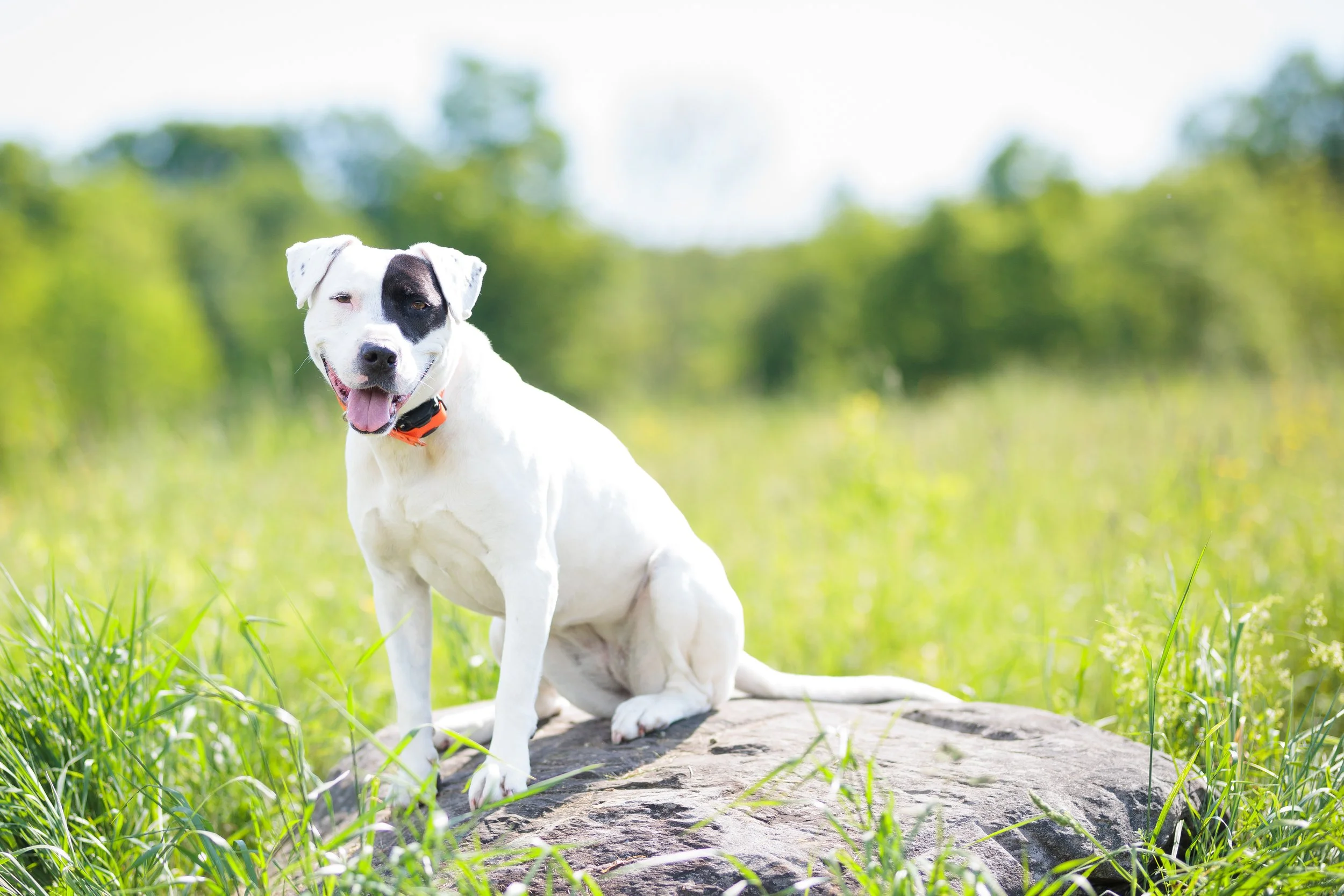 A rescued Pitbull mix sitting on a rock wearing an e-collar.