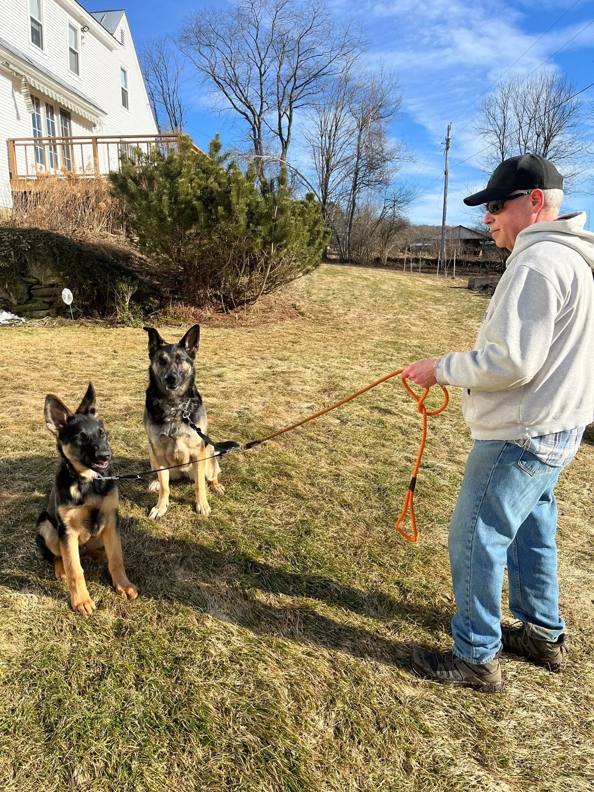 German Shepherds on leash with their owner.
