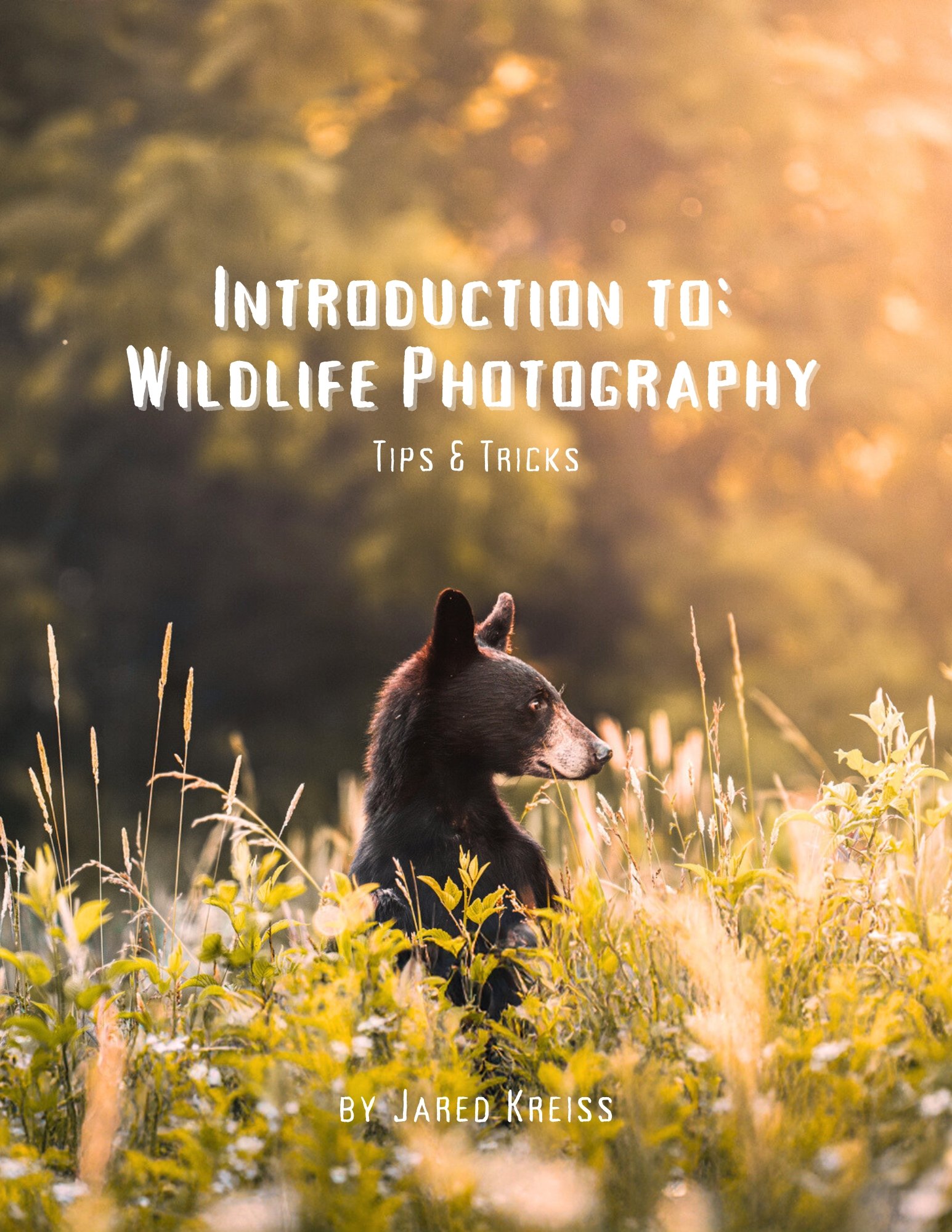 Introduction to Wildlife Photography