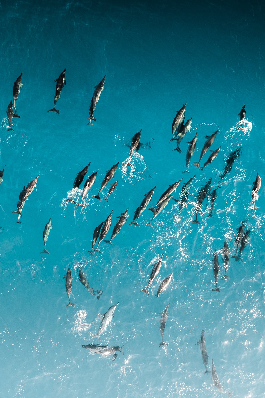 DJI_0388.jpg