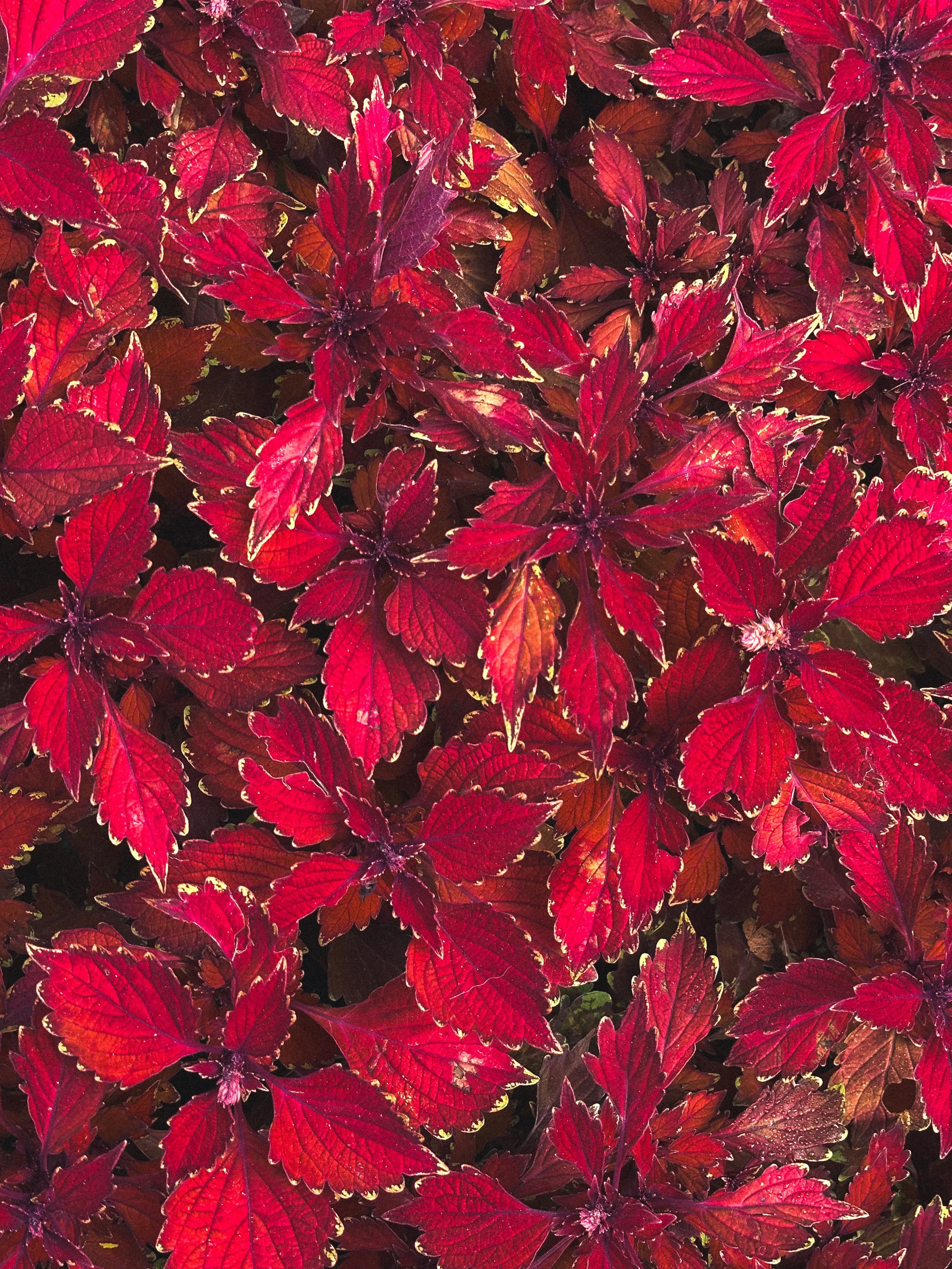 Close-up of red and purple coleus plant leaves.
