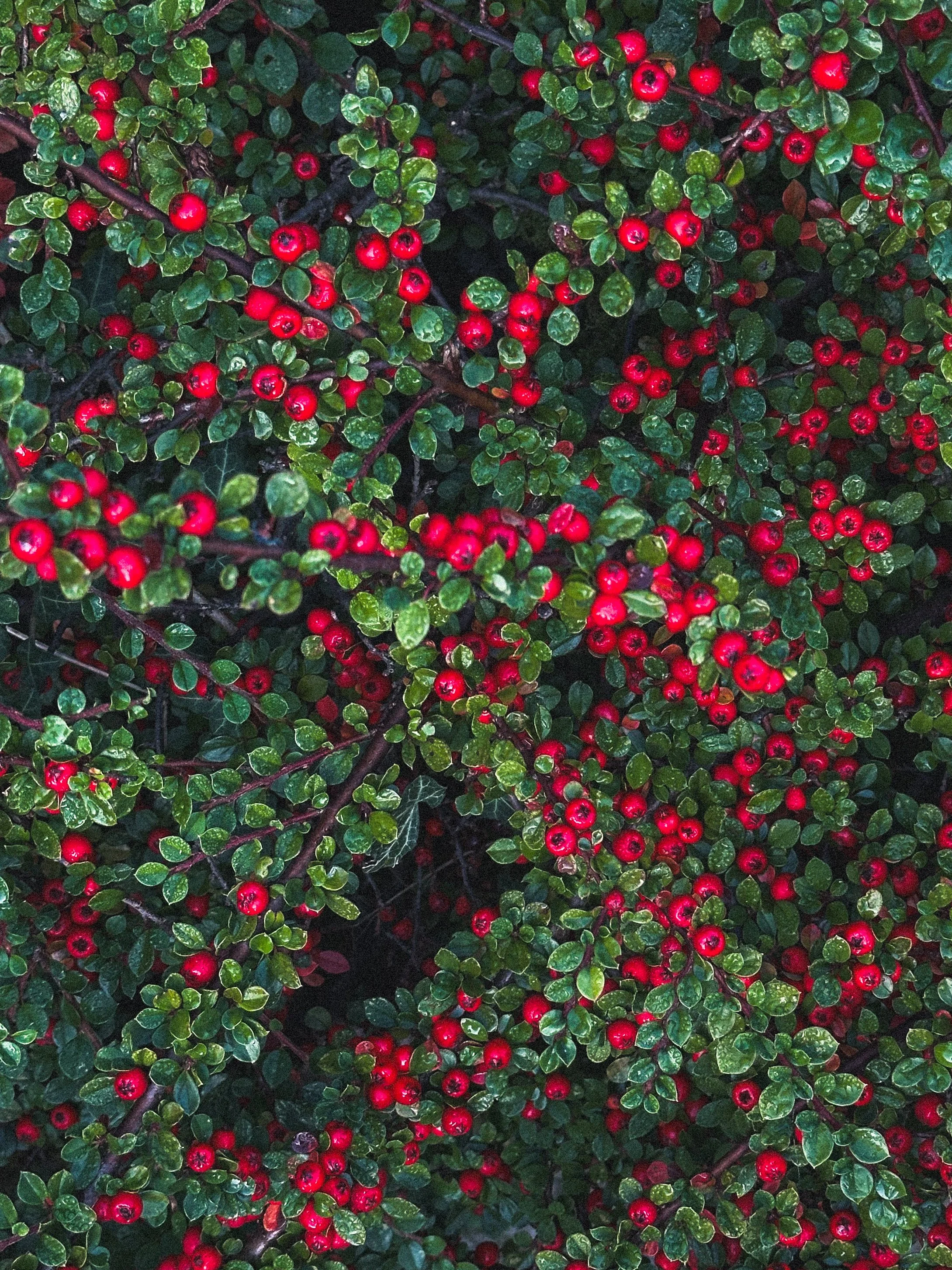 Close-up of holly plant with small, glossy green leaves and red berries.