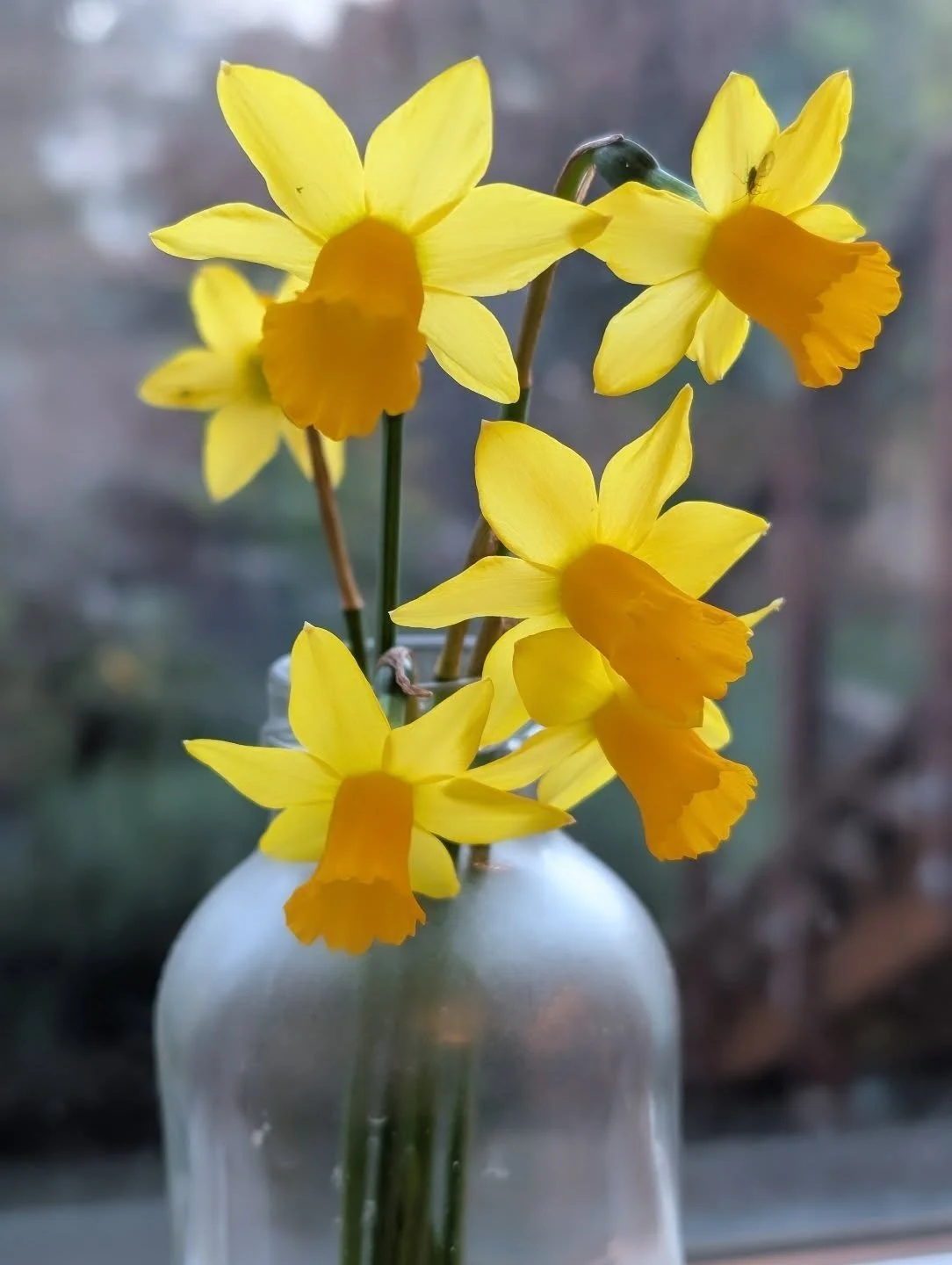 First signs of Spring in SF. 

The early daffodils are always so comforting to see here - it's our national flower in Wales and reminds me how we'd pin them to our school jumpers in March time 🌼