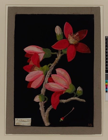 Bombax ceiba - red silk cotton tree
