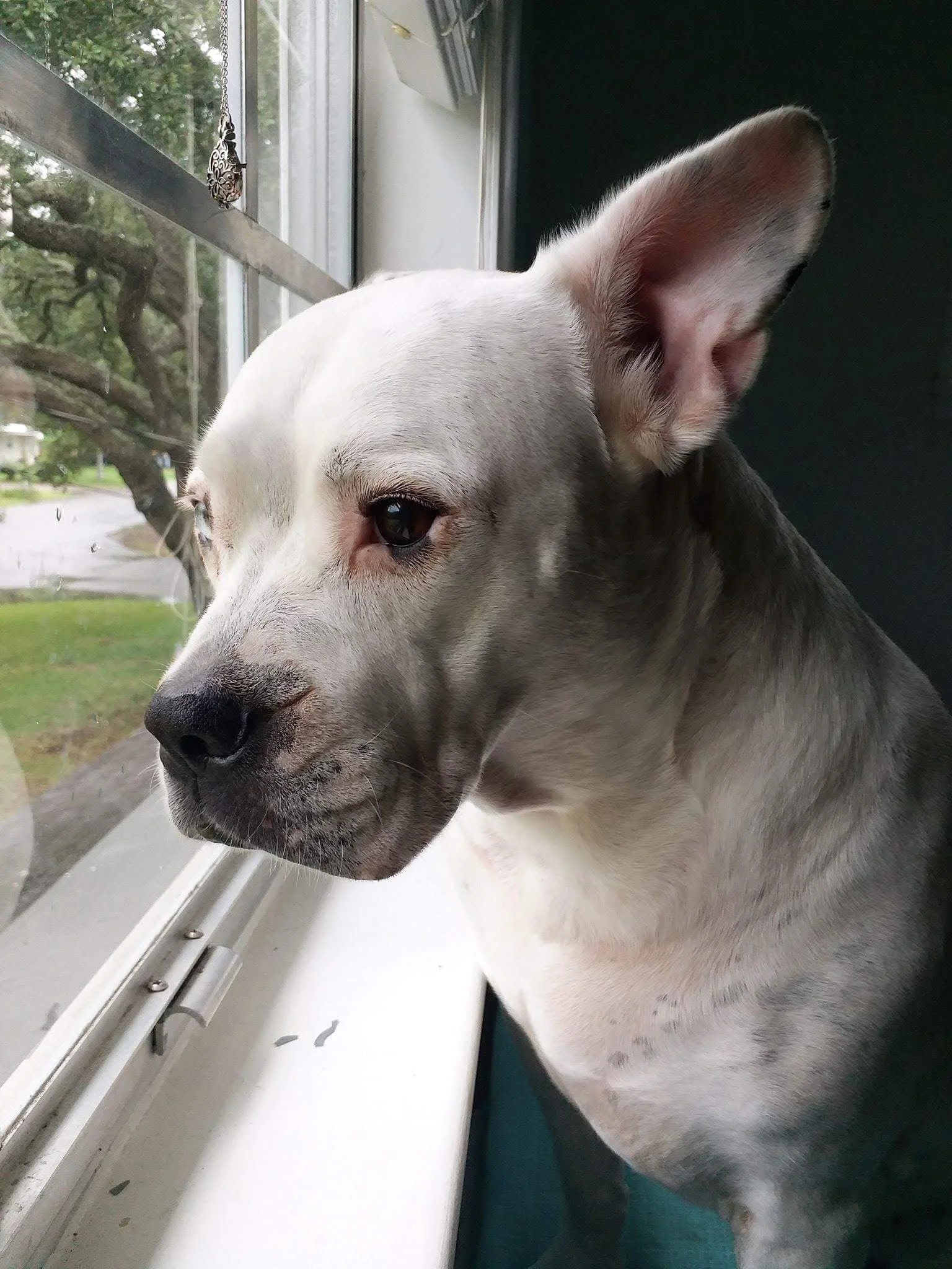 White dog looking out window with trees in the background