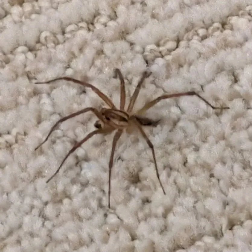 Spider Extermination