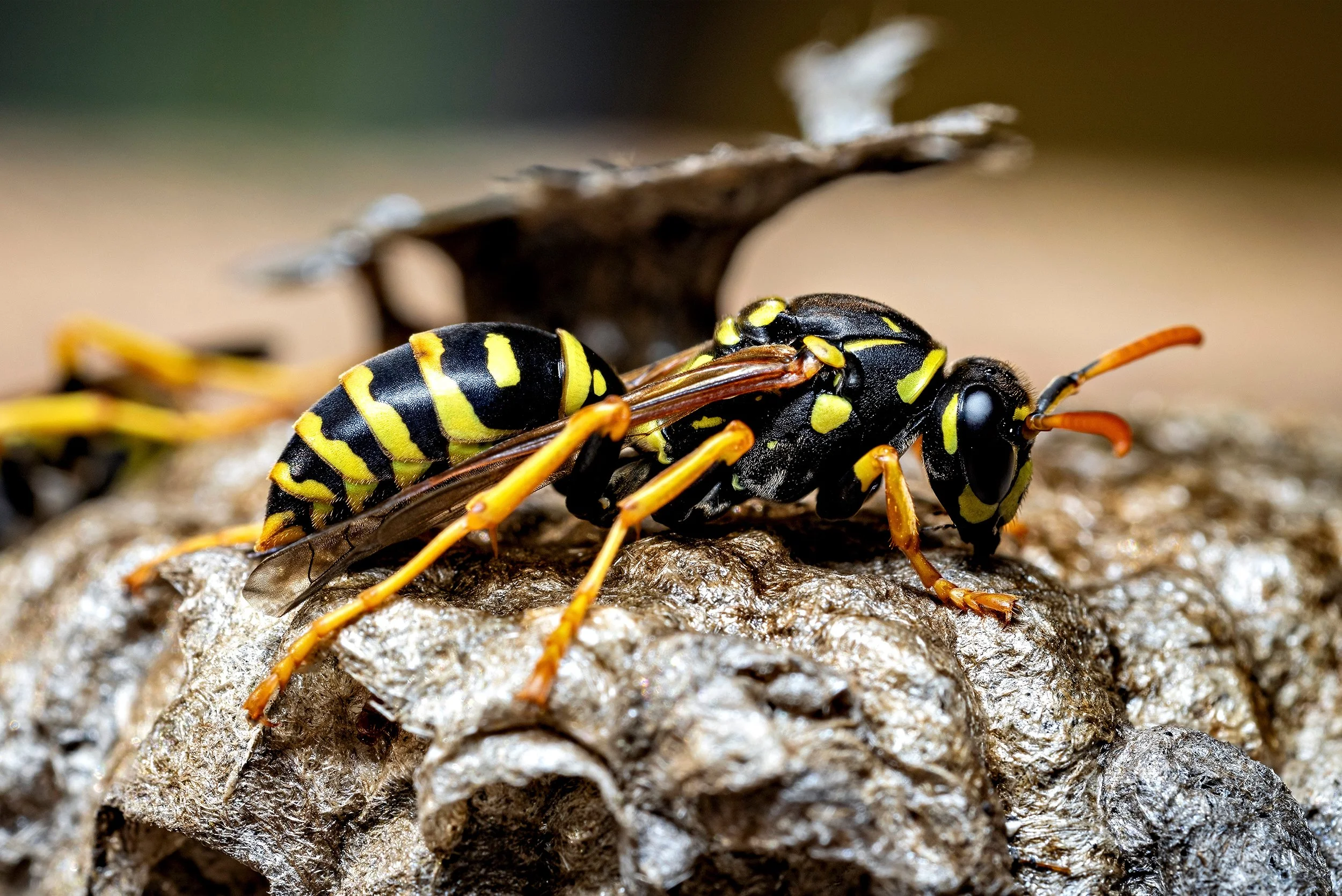 Yellow Jacket Removal in Ann Arbor, Brighton, Howell &amp; Lansing