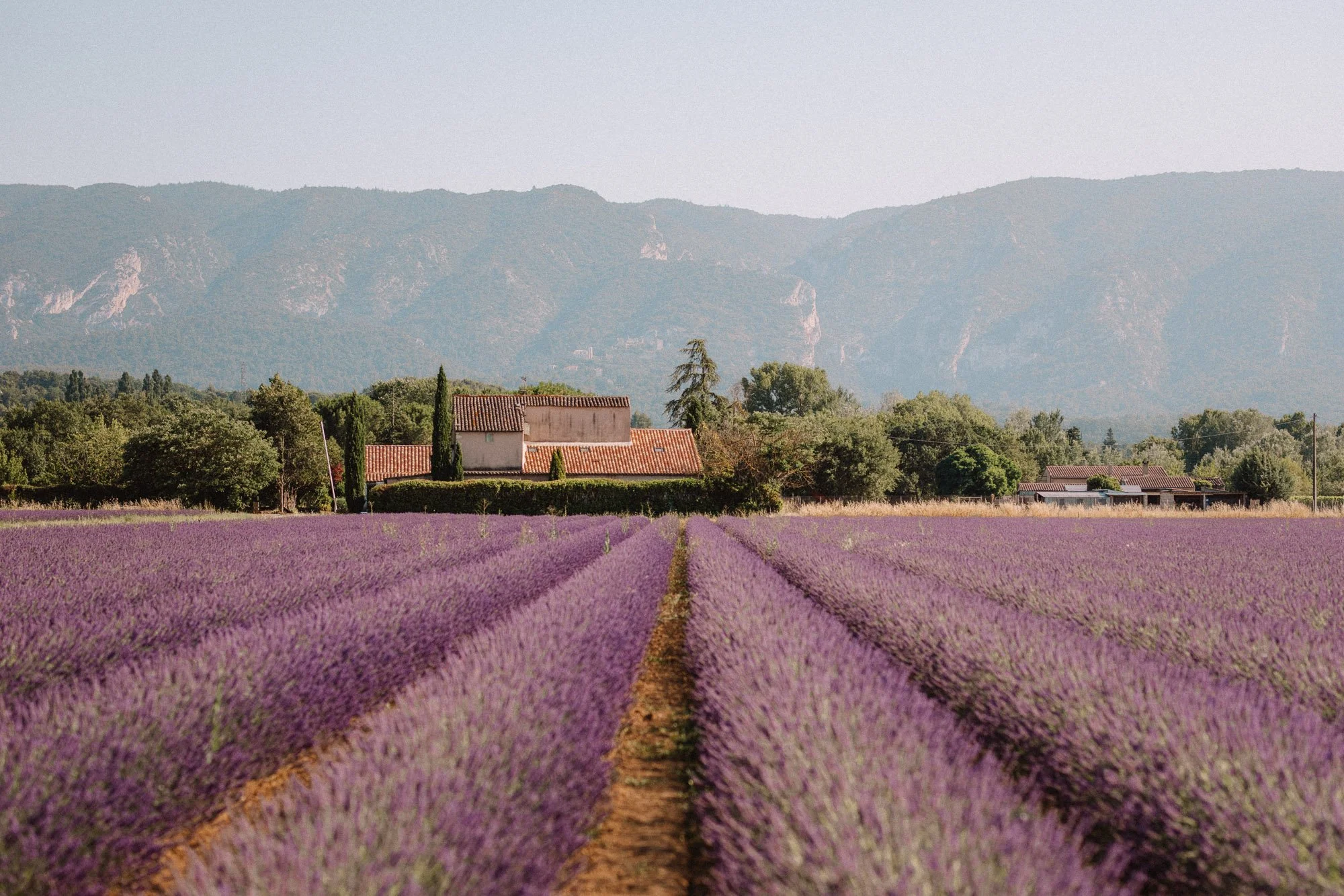 Lavender fields with neatly organized rows, a farmhouse-style house with tiled roof, trees, and mountains in the background under a clear sky.