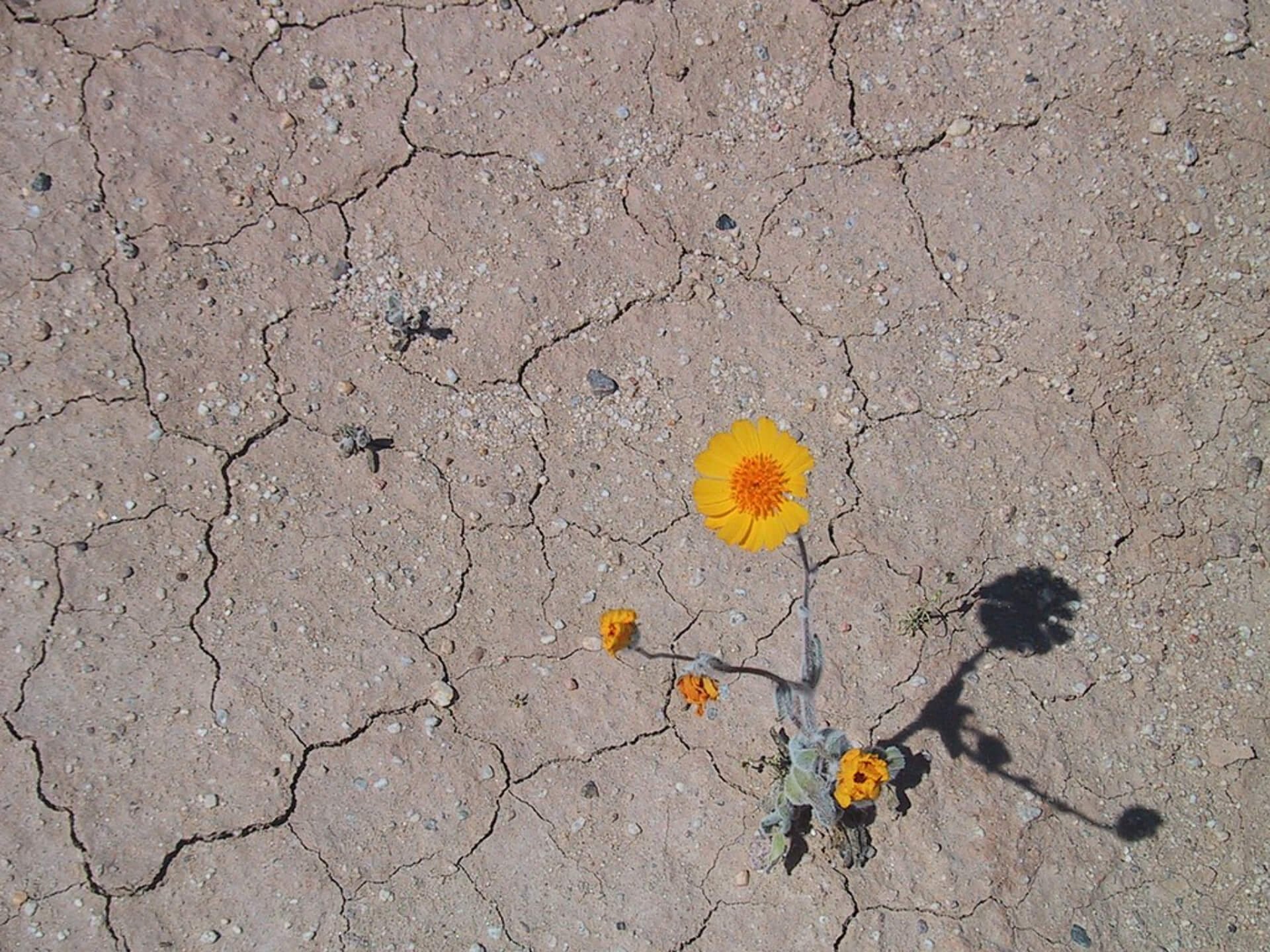 Seven Principles for Recovering from Trauma