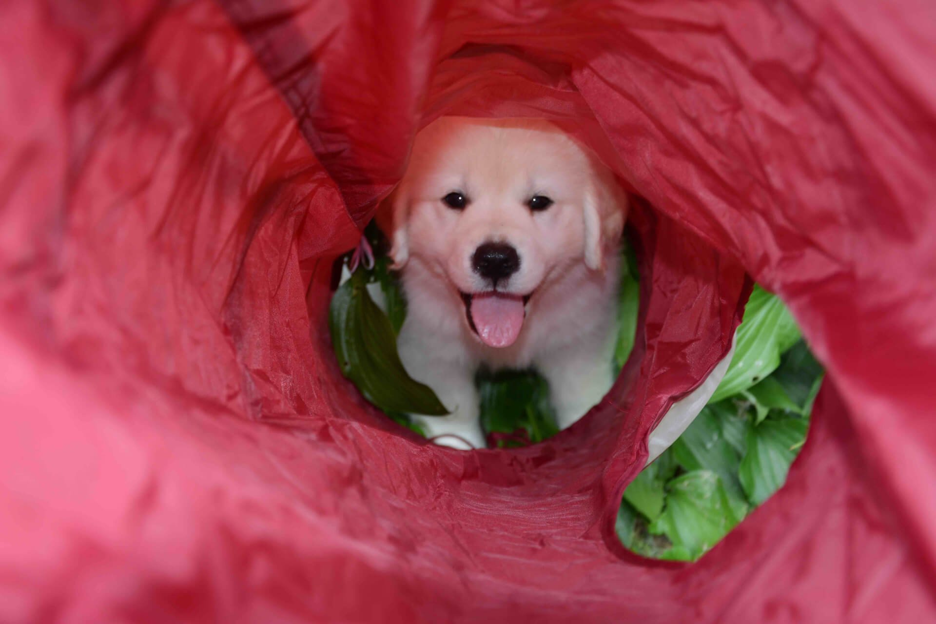 Dog Training Maisie and the Power of Name-Calling