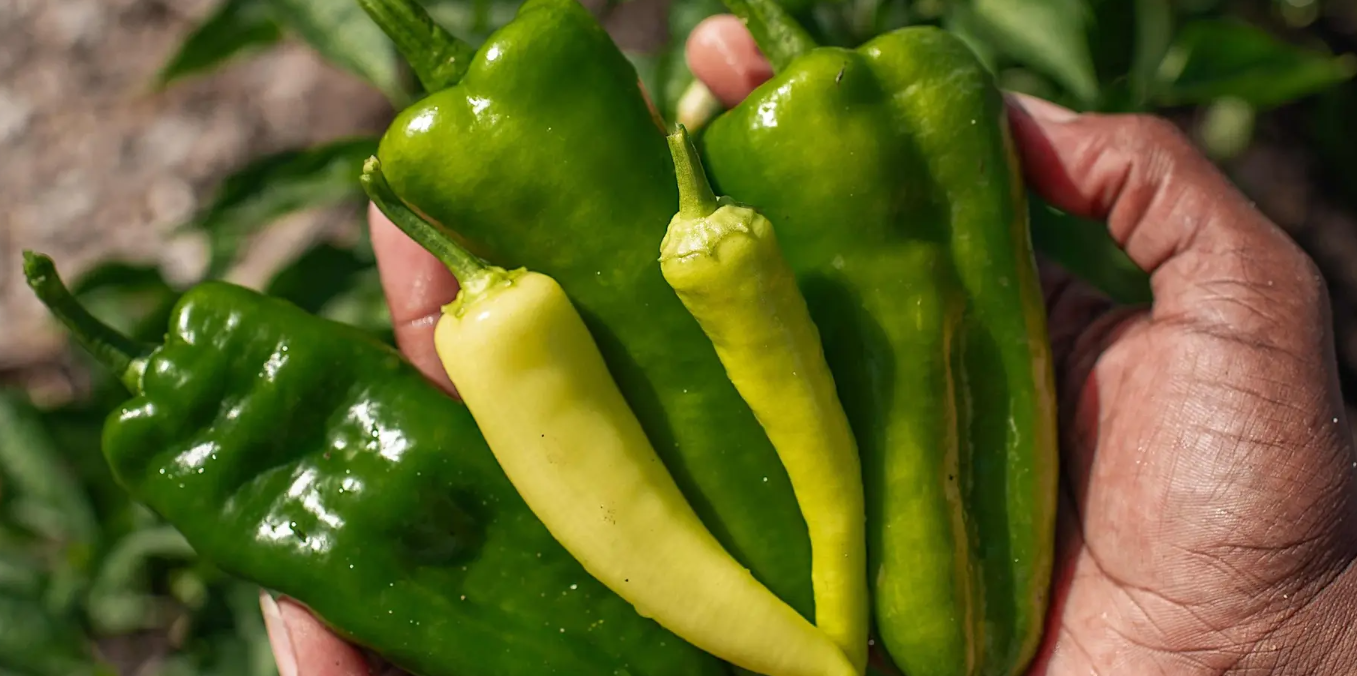 July 19, 2026
Plant. Eat. Repeat. at Community Garden of Morrow

Join the Atlanta Botanical Garden and Food Well Alliance for a hands-on workshop on seed saving.