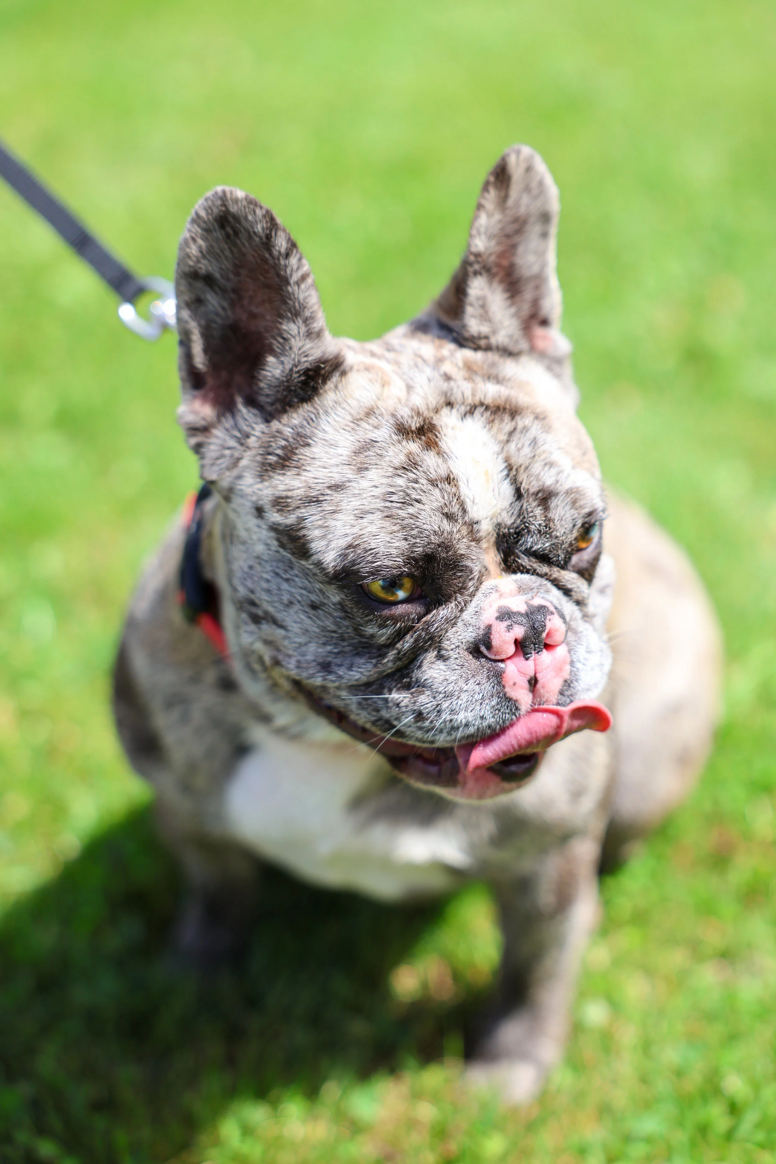 JaxDrew.ca - Pet Portraits-0056.jpg