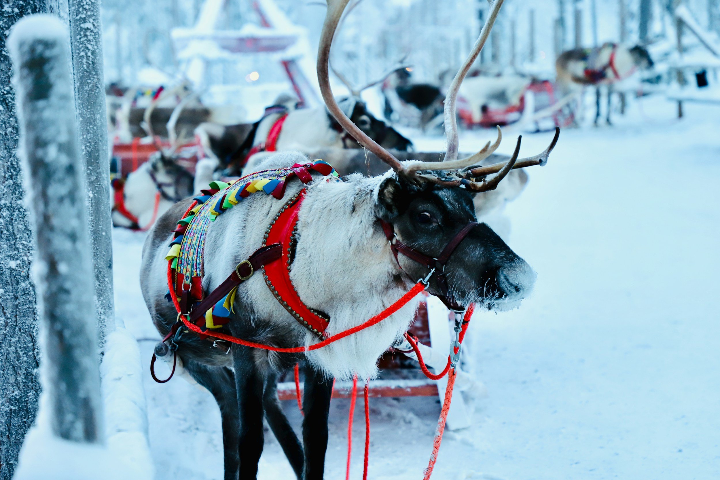 Family lapland holiday