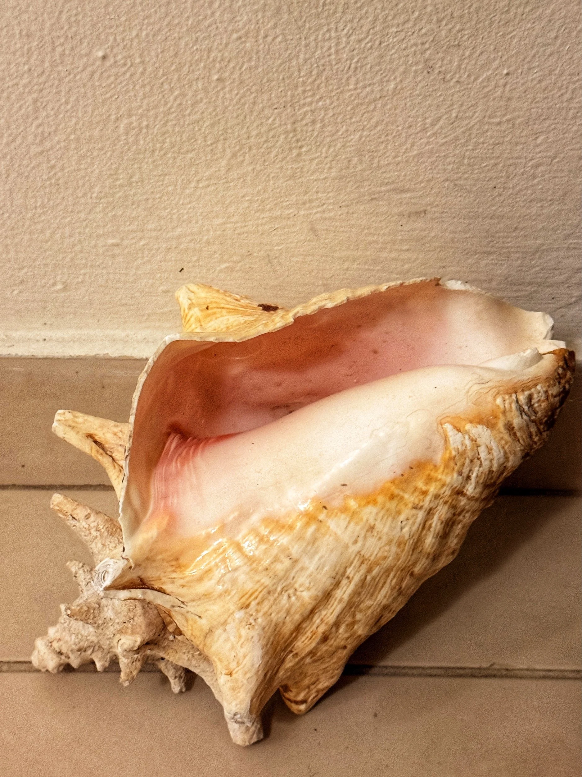 The conch shell