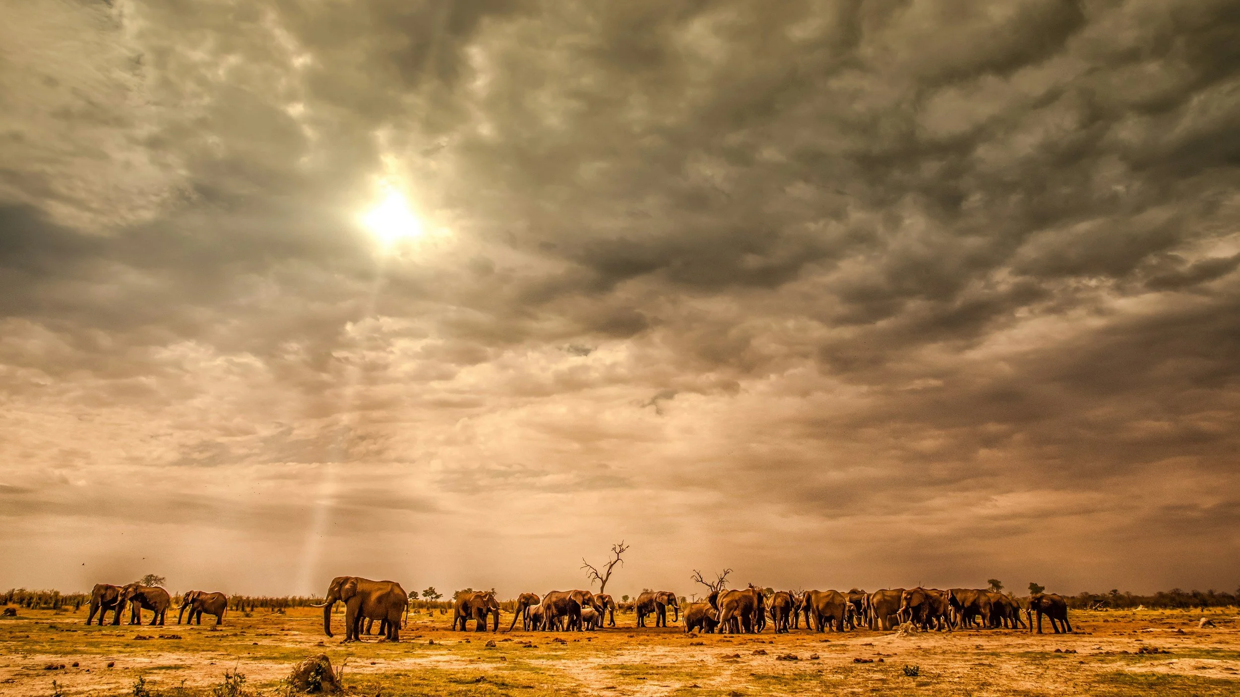 Botswana safari