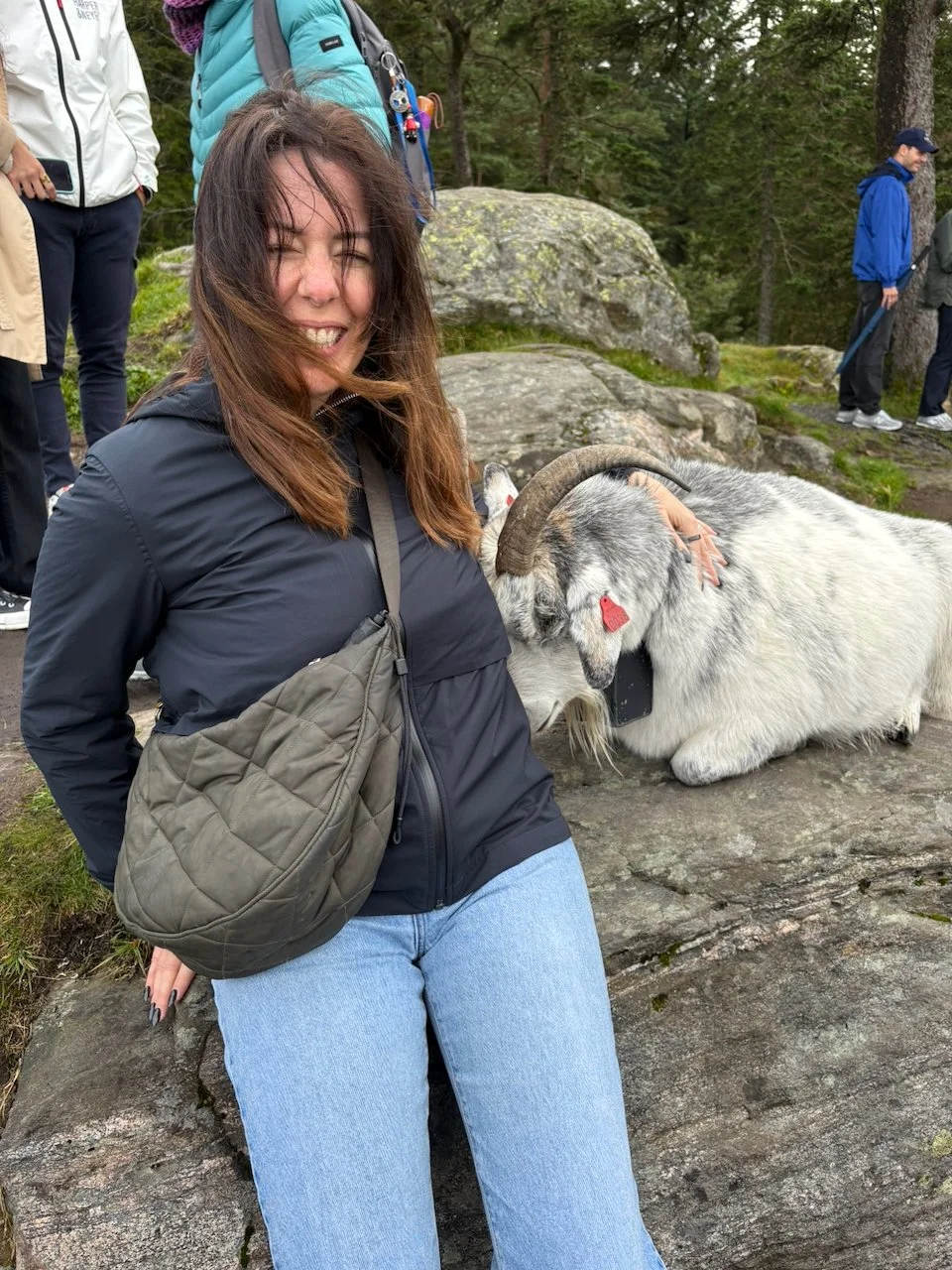  A friendly goat had a sleep on me in Bergen 