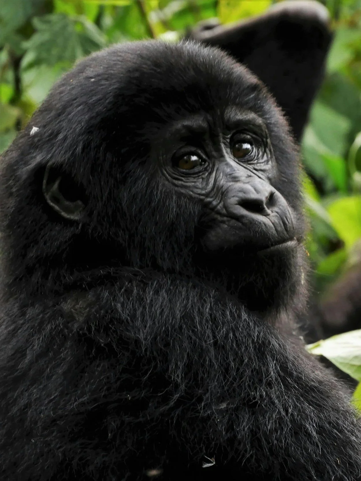 Close-up of a young gorilla with dark fur, looking thoughtful in a lush green jungle environment.