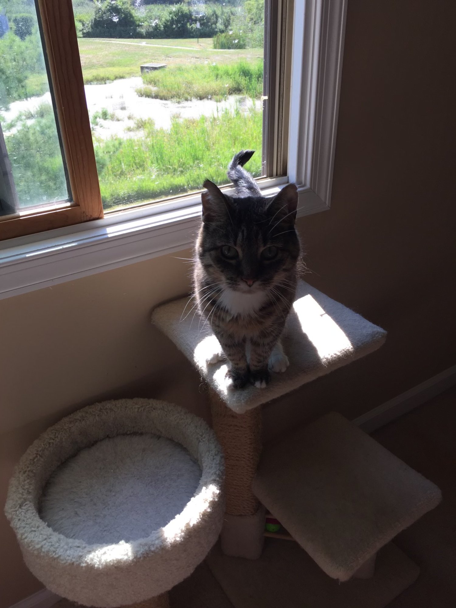 The Journey of Scarlet Paws: From Independent Rescuers to Non-Profit Heroes