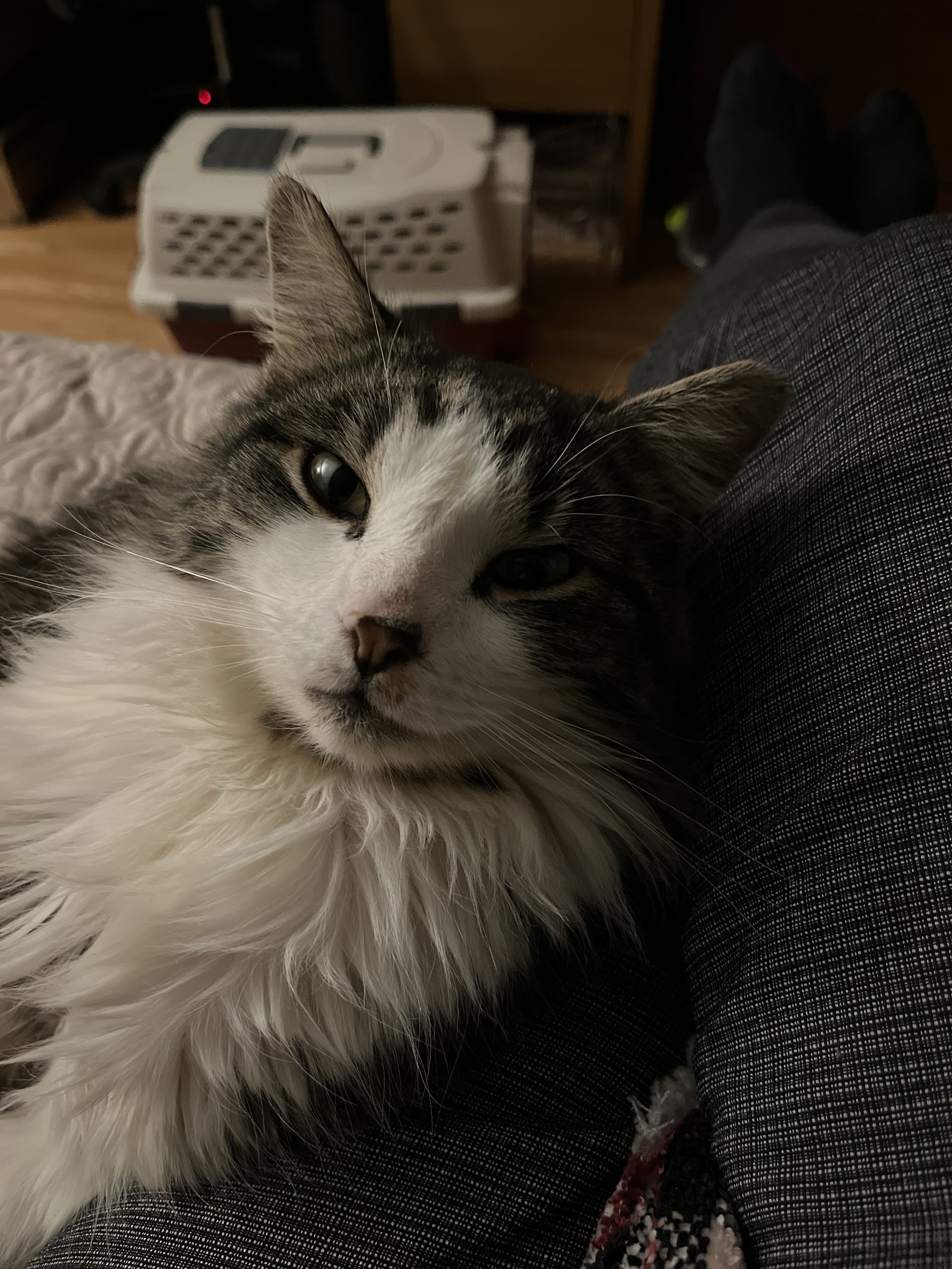 Olaf's Rescue: A Fateful Night That Changed Everything