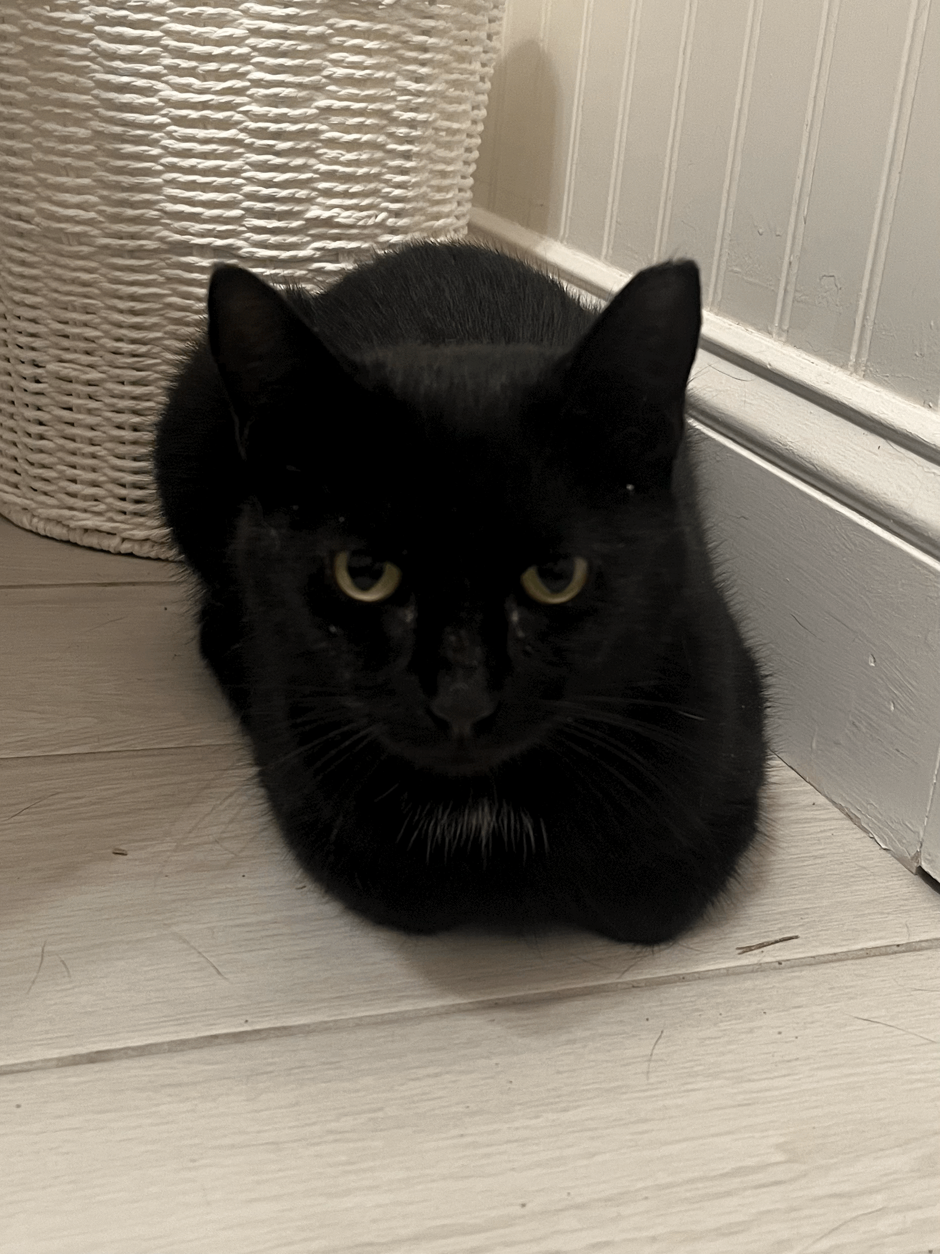 Picasso's Journey: From Frantic Feral to Beloved House Cat