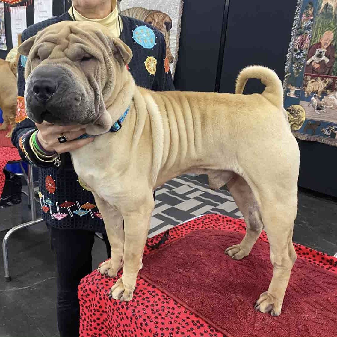 Shar-Pei