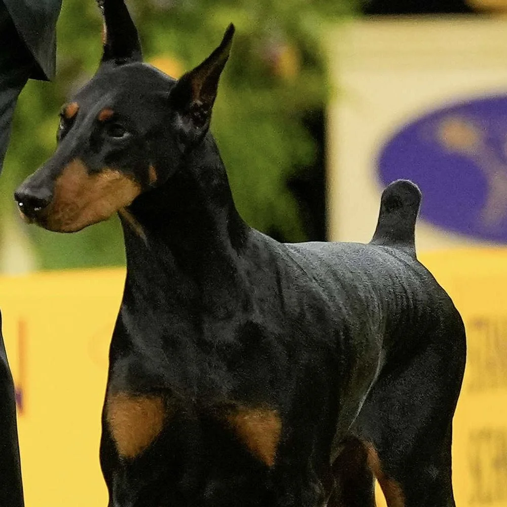Doberman Pinscher Wins Westminster Kennel Club Dog Show